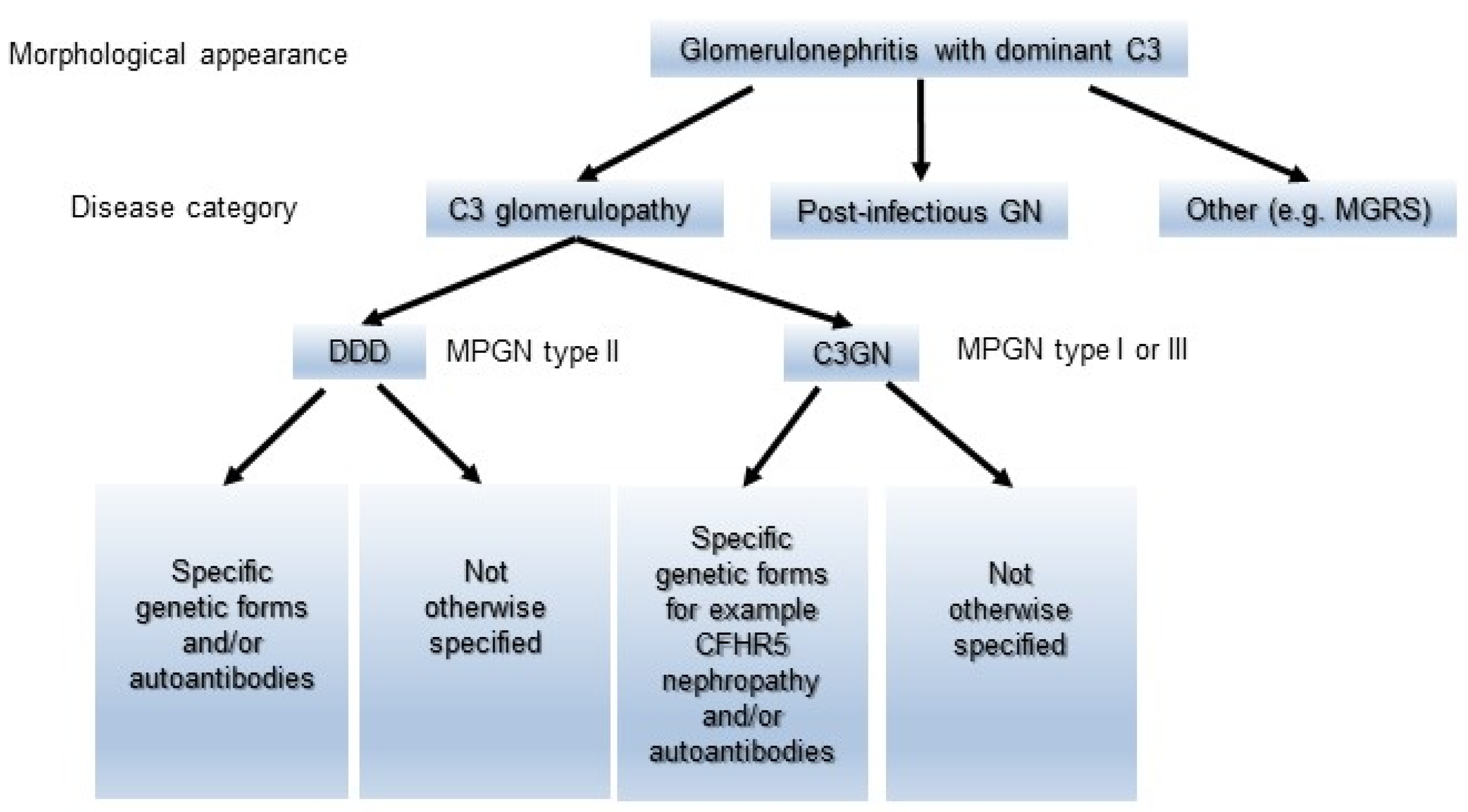 IJMS | Free Full-Text | Clinico-Pathogenic Similarities and Differences  between Infection-Related Glomerulonephritis and C3 Glomerulopathy