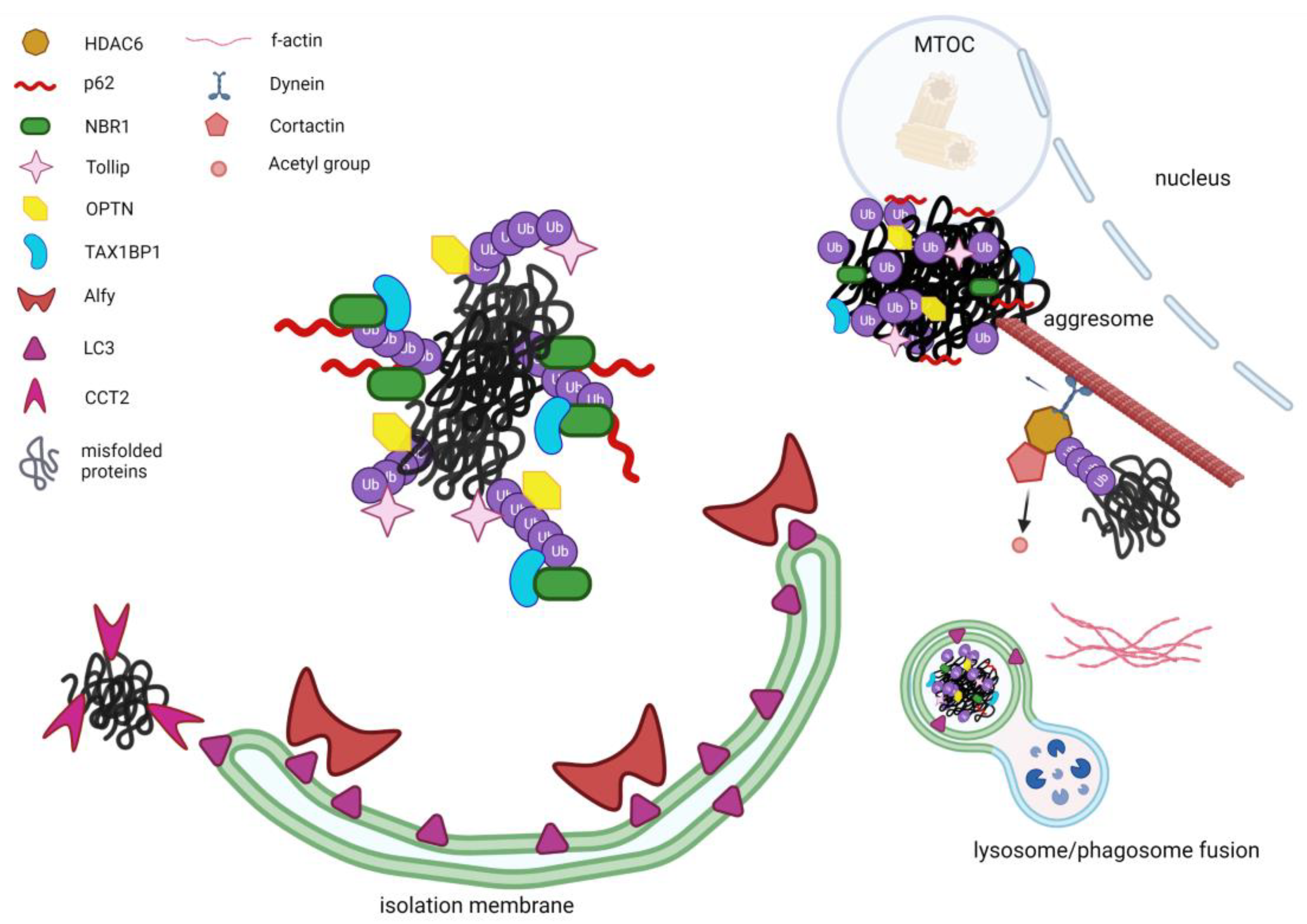 IJMS | Free Full-Text | Protein Aggregates and Aggrephagy in 