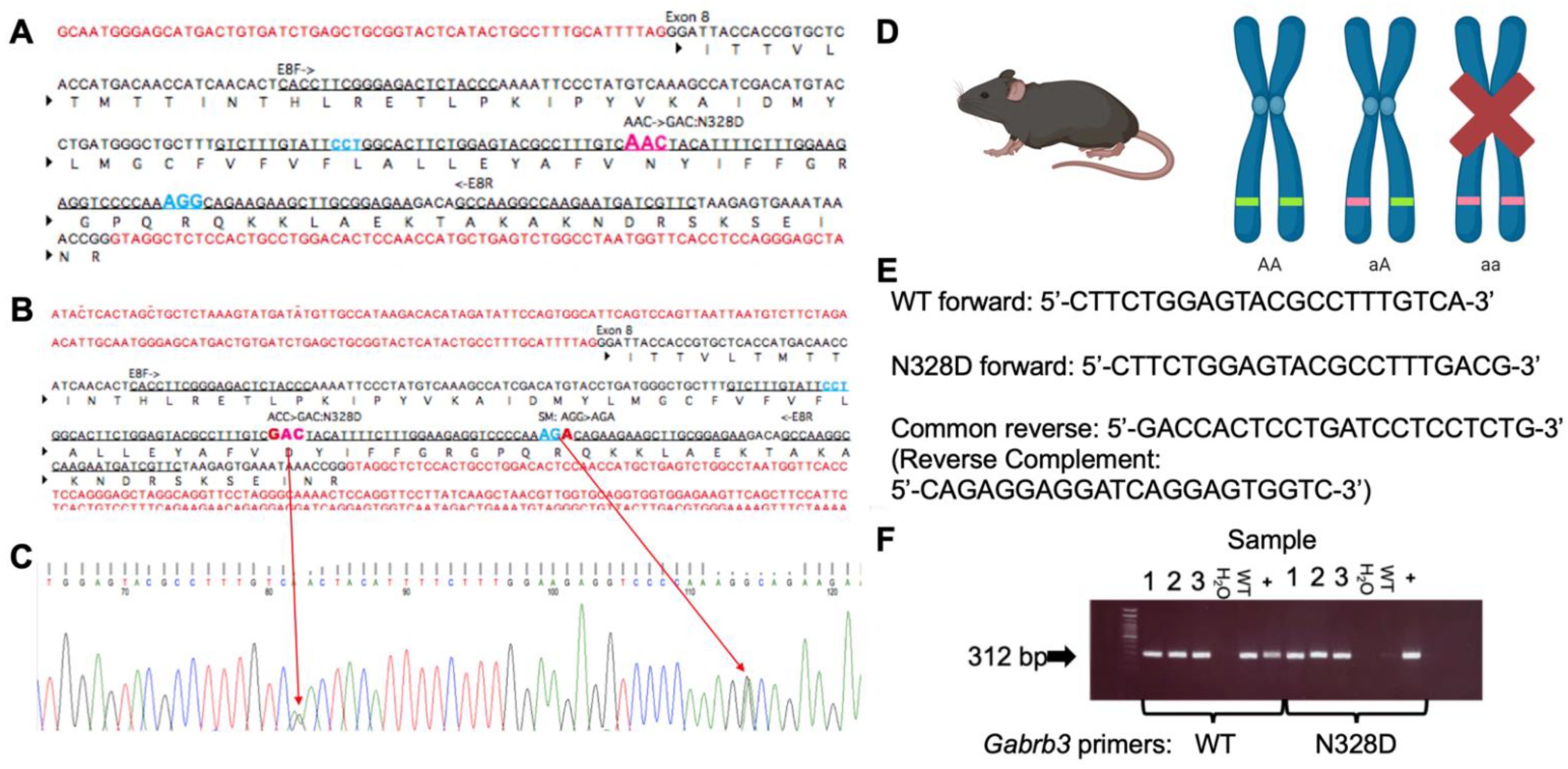 IJMS | Free Full-Text | GABAA Receptor &beta;3 Subunit Mutation N328D  Heterozygous Knock-in Mice Have Lennox&ndash;Gastaut Syndrome