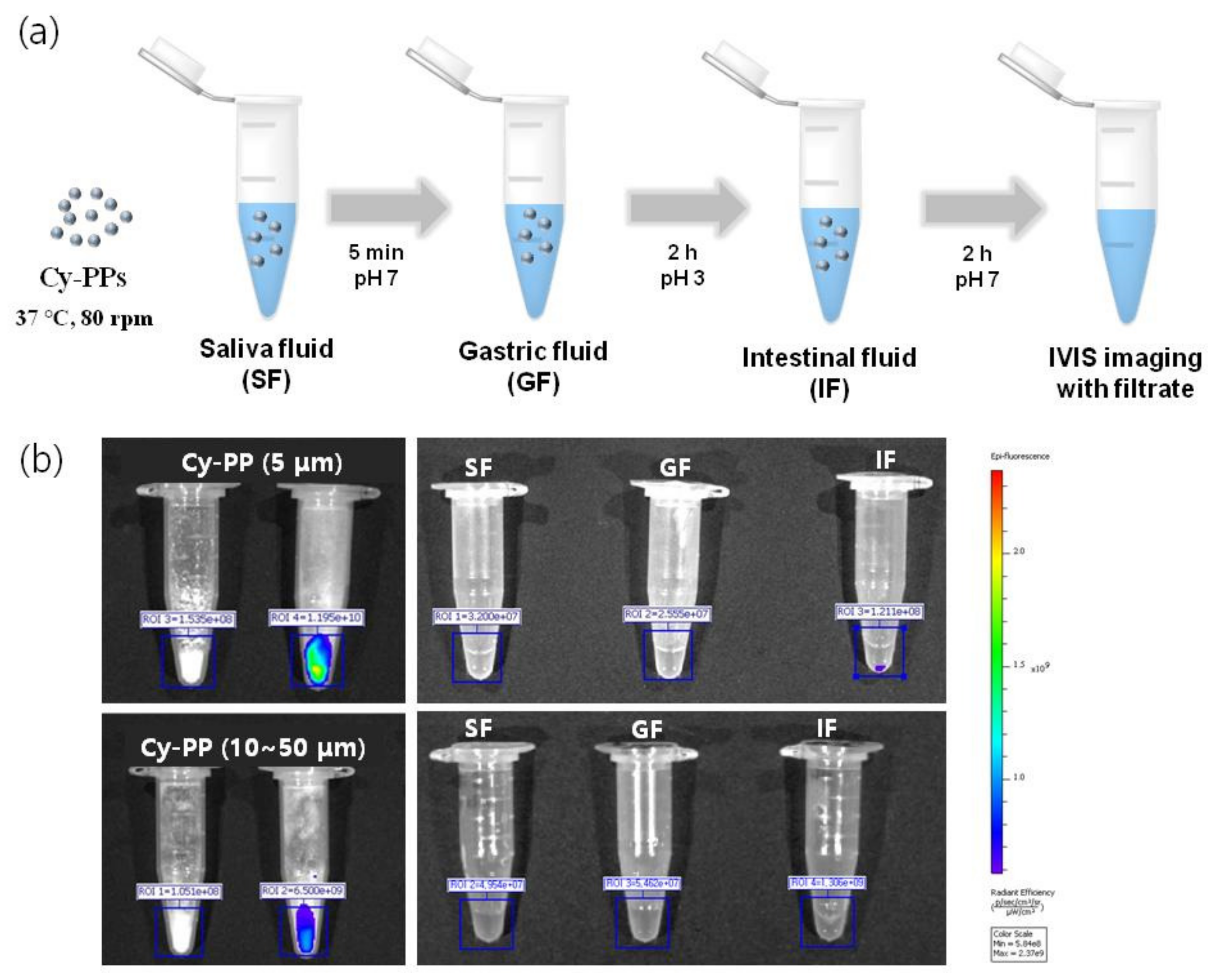 IJMS | Free Full-Text | Toxicity And Biodistribution Of Fragmented ...