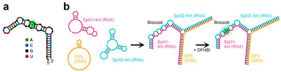 IJMS | Free Full-Text | Light-Up Split Broccoli Aptamer as a Versatile ...