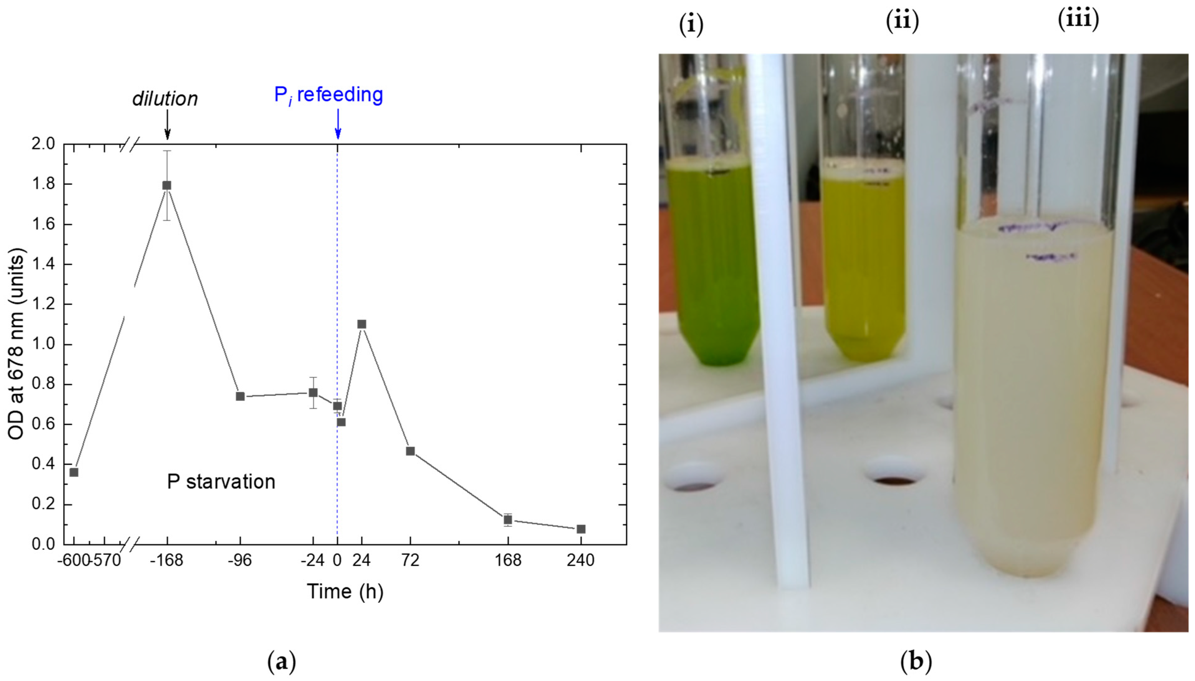 Ijms 24 08484 g001 Ijms 24 08484 g001