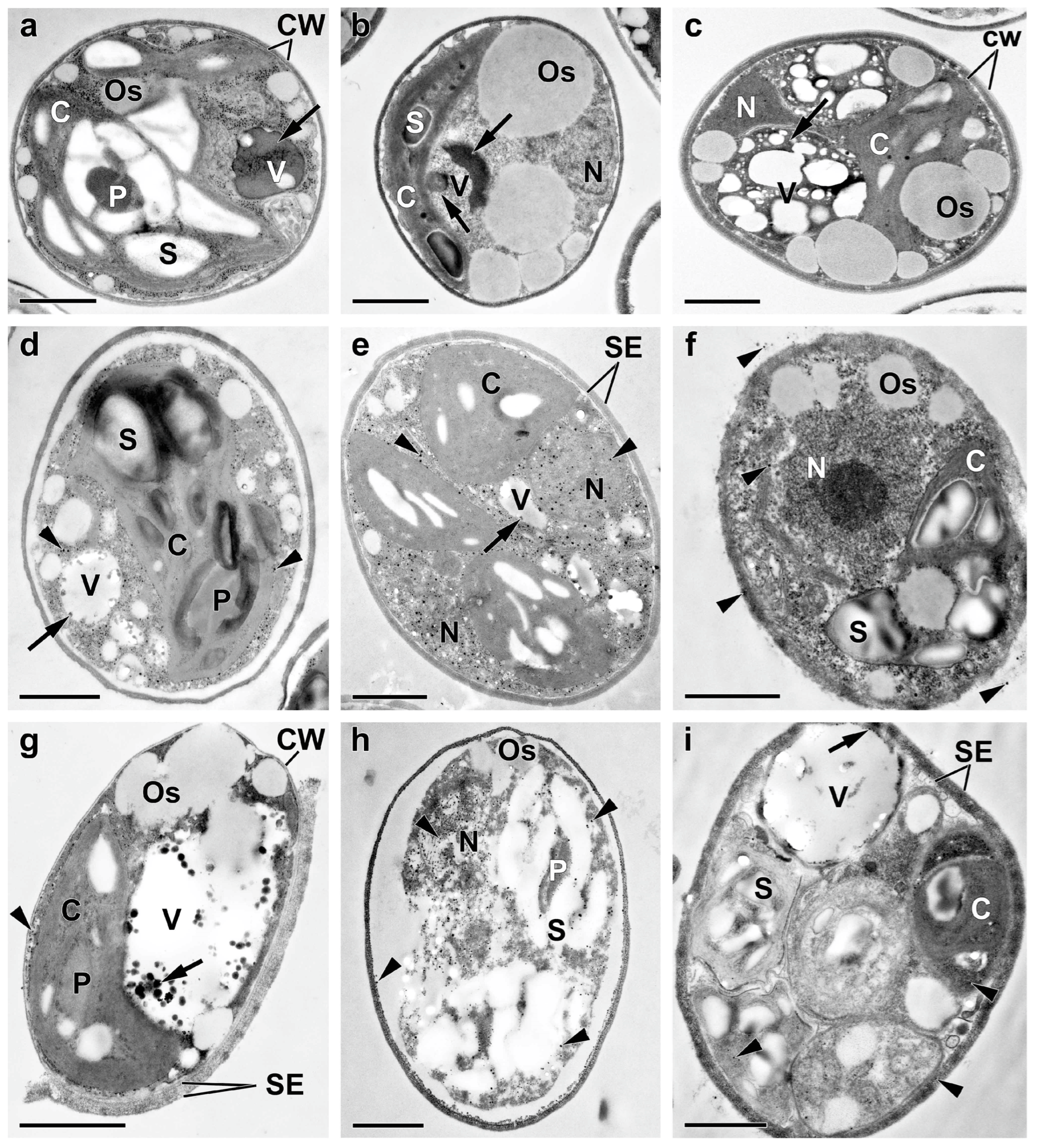 Ijms 24 08484 g005 Ijms 24 08484 g005