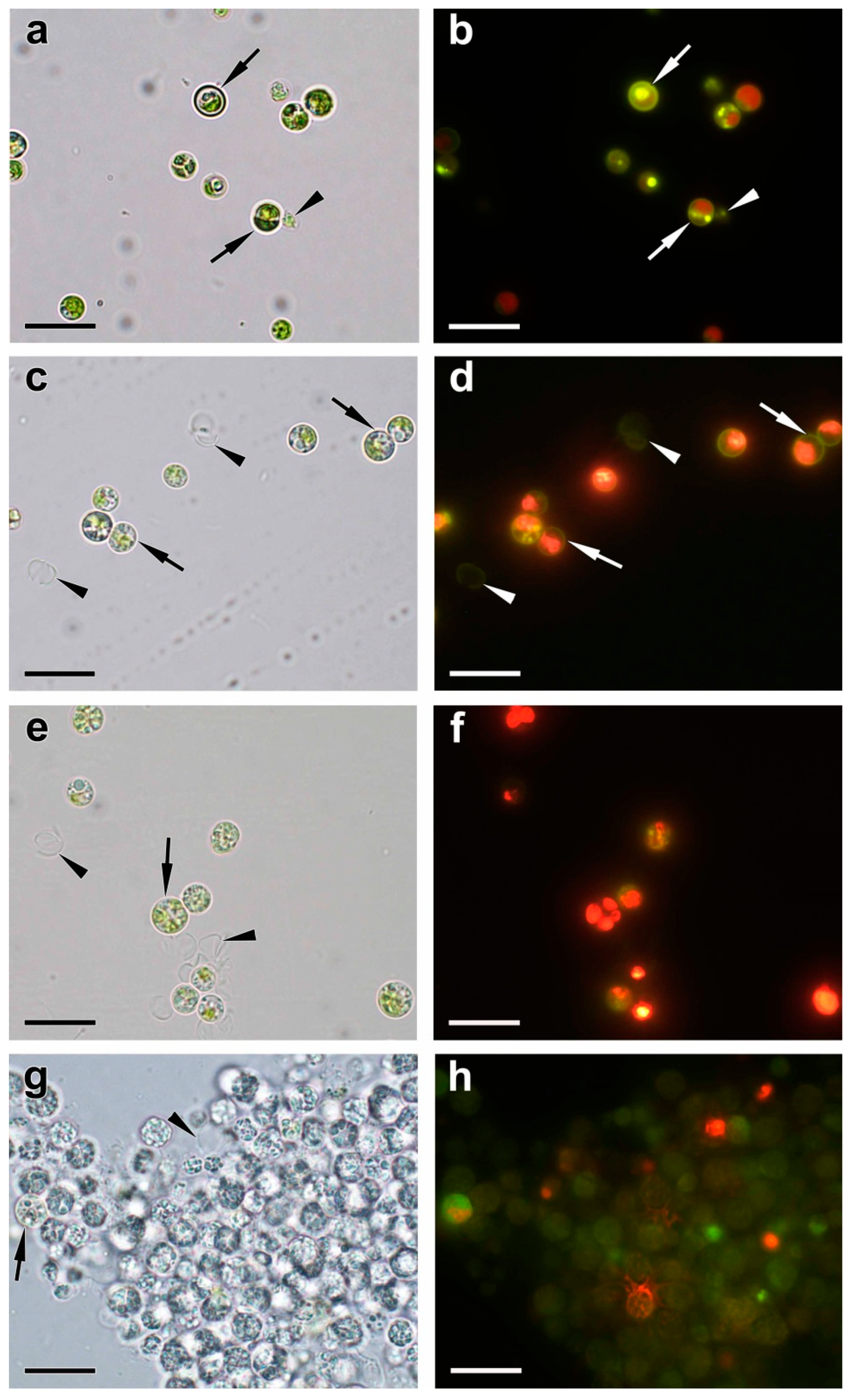 Ijms 24 08484 g006 Ijms 24 08484 g006