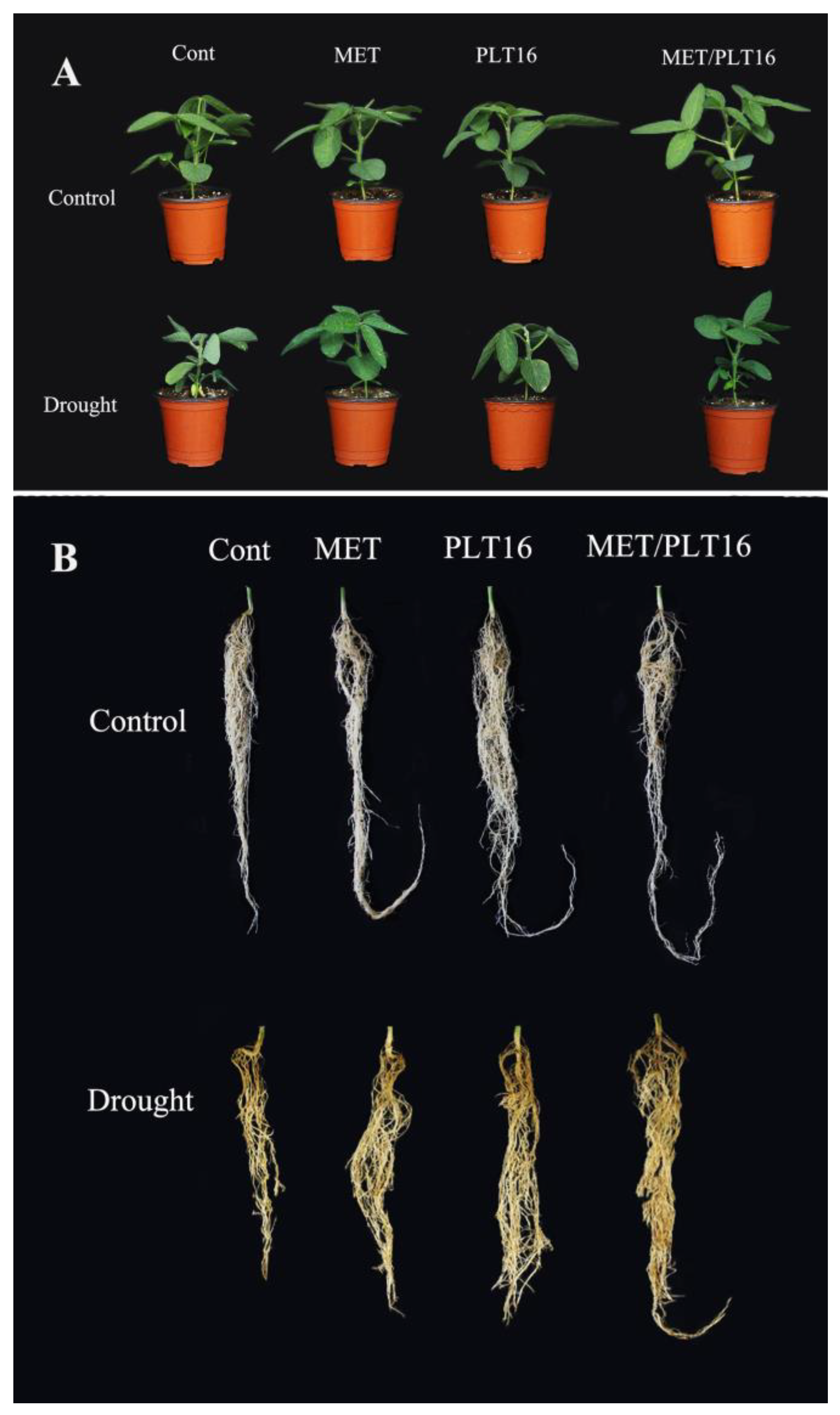 Ijms 24 08489 g002 Ijms 24 08489 g002