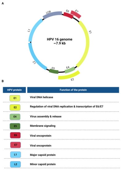 Ijms Free Full Text Proteindna Interactions Regulate Human Papillomavirus Dna Replication 4302