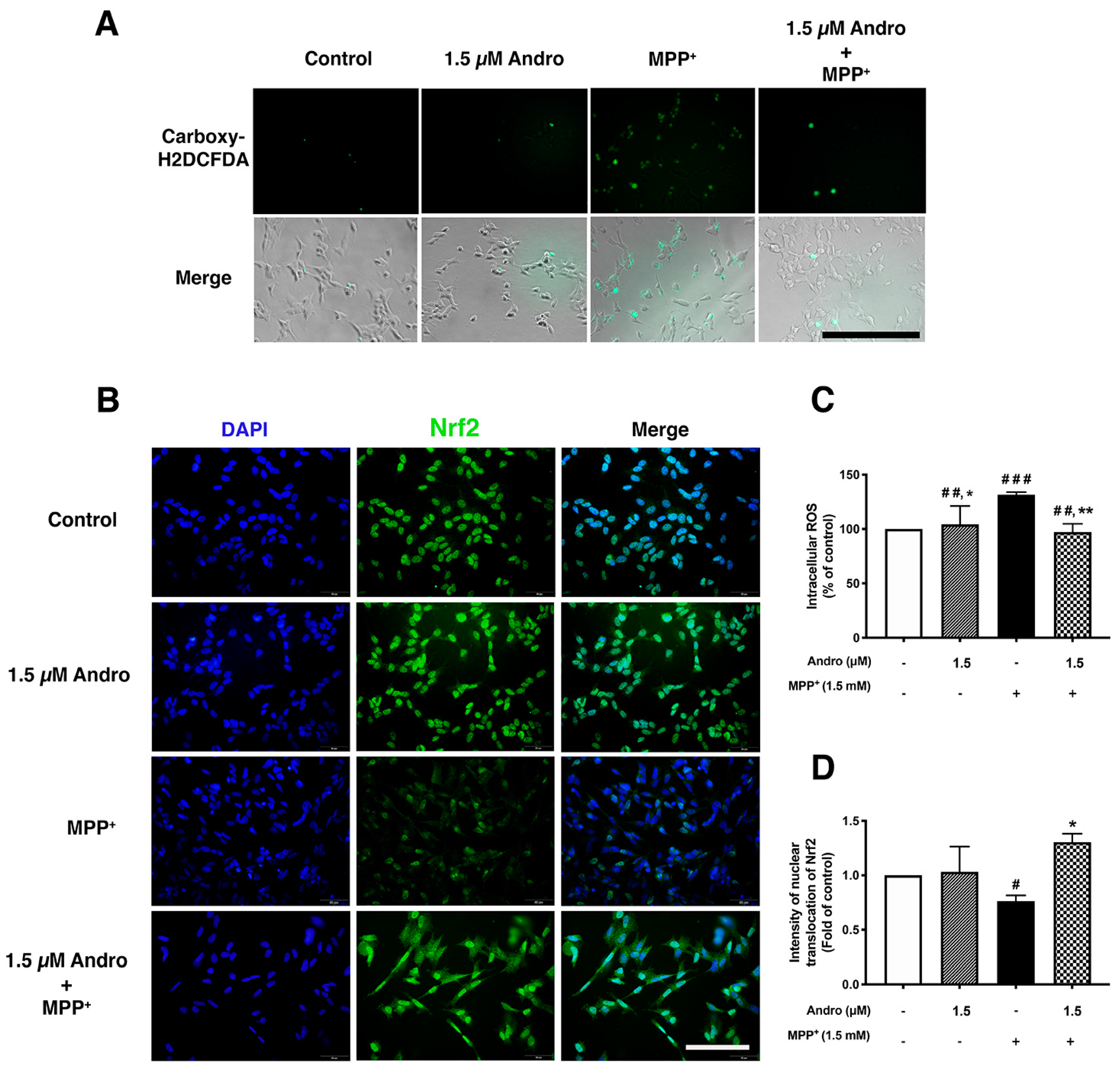 Ijms 24 08528 g004 Ijms 24 08528 g004
