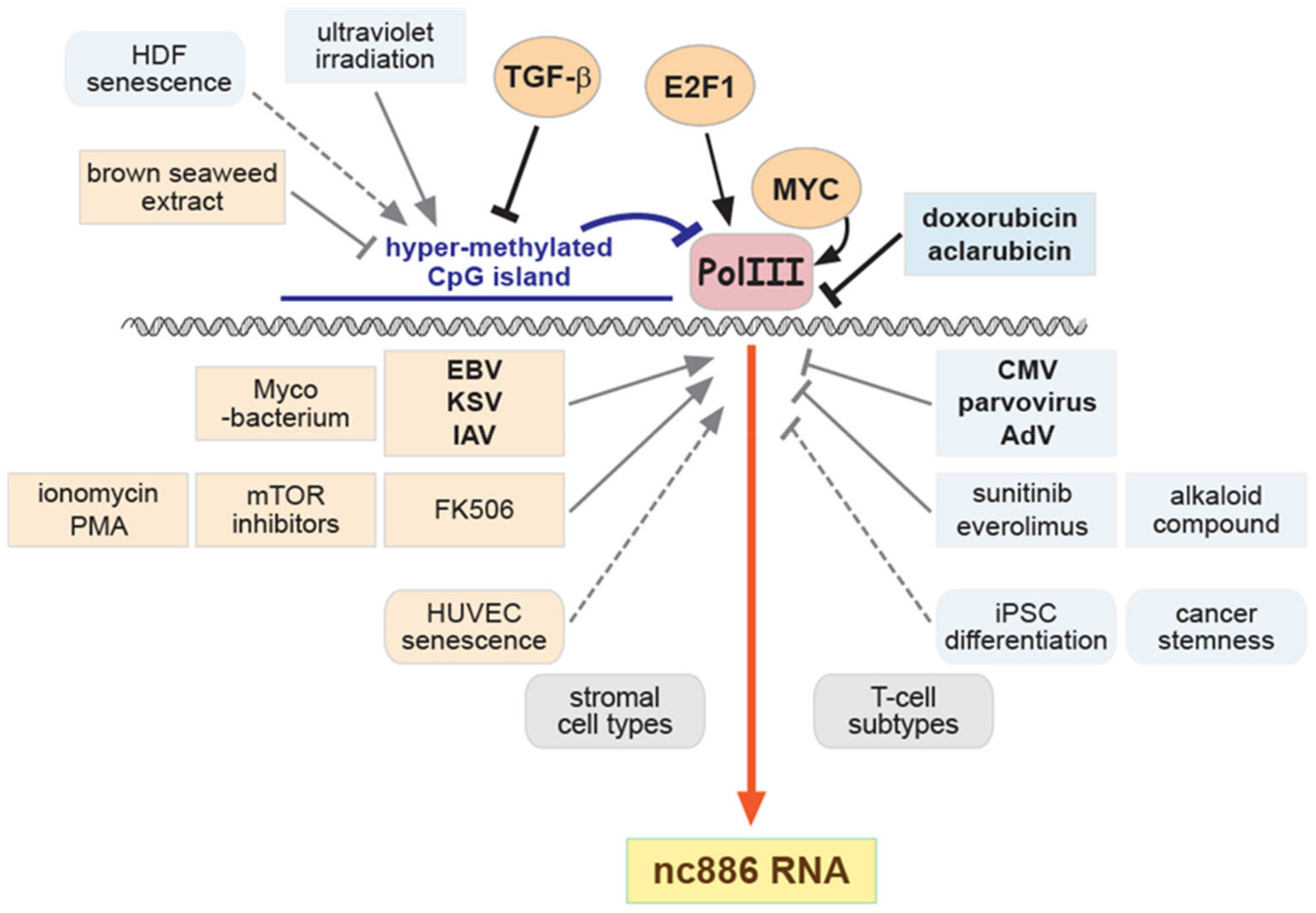 IJMS | Free Full-Text | nc886, an RNA Polymerase III-Transcribed 