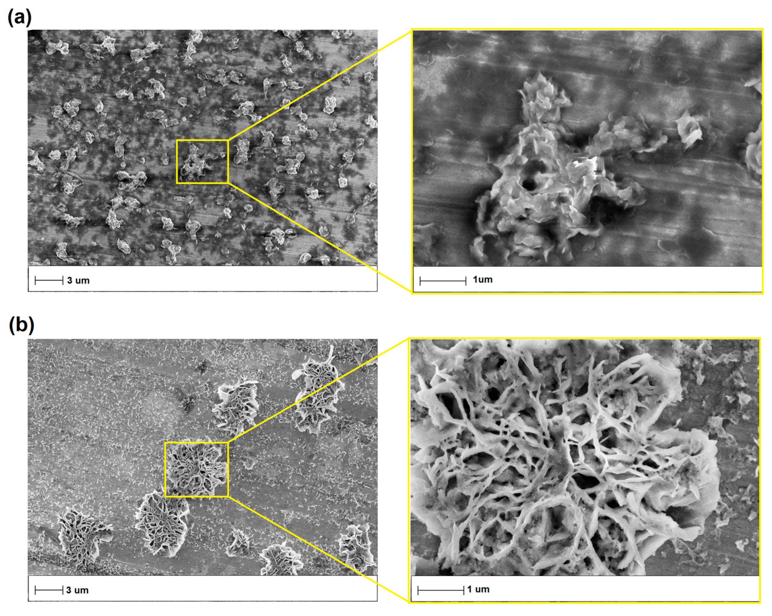 Ijms 24 08536 g006 Ijms 24 08536 g006