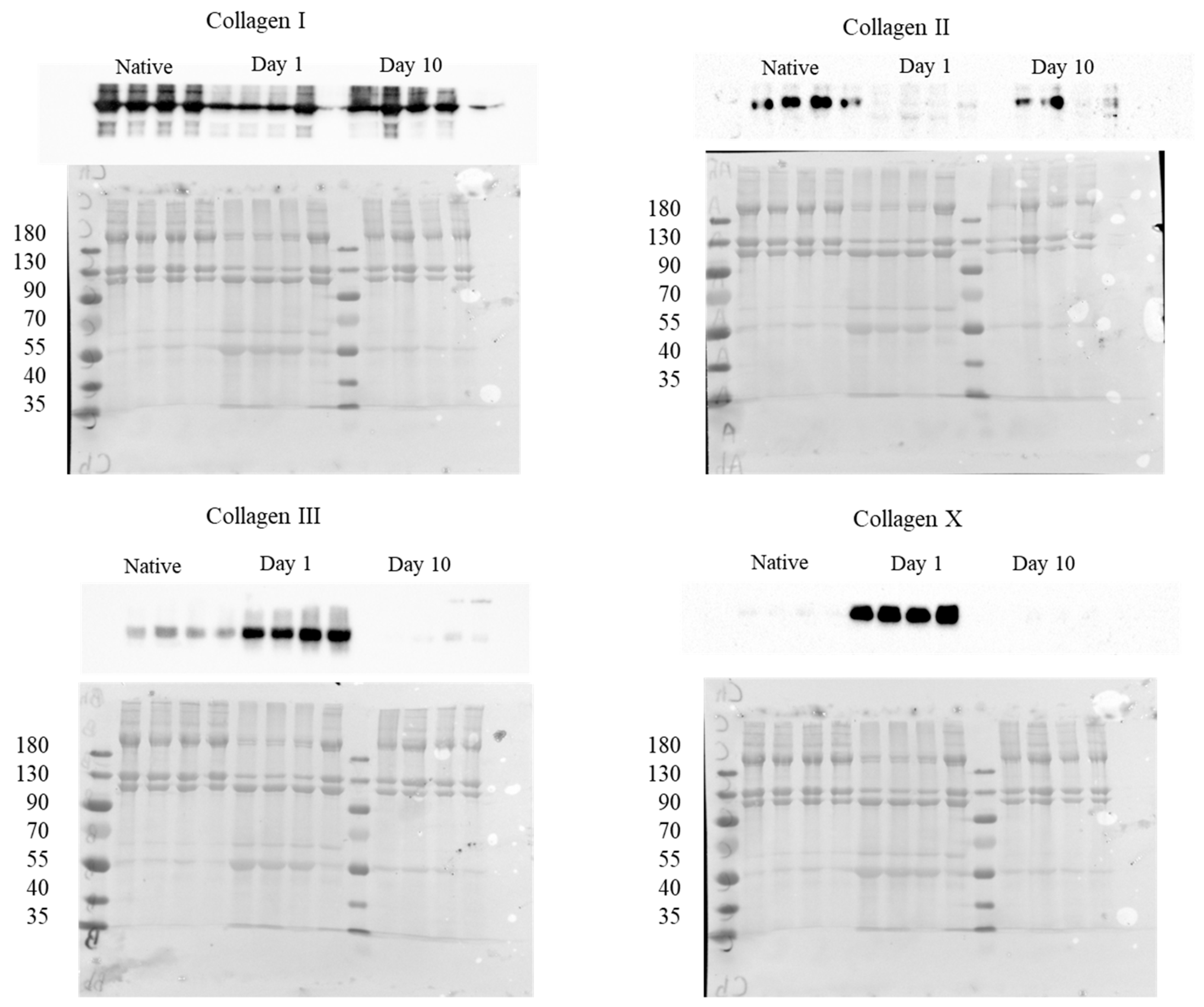 Ijms 24 08556 g005 Ijms 24 08556 g005