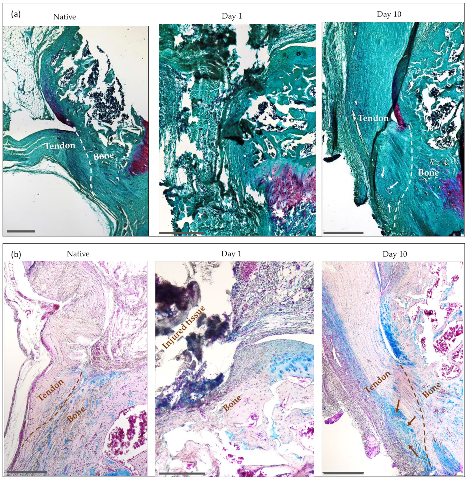 Ijms 24 08556 g007a Ijms 24 08556 g007a