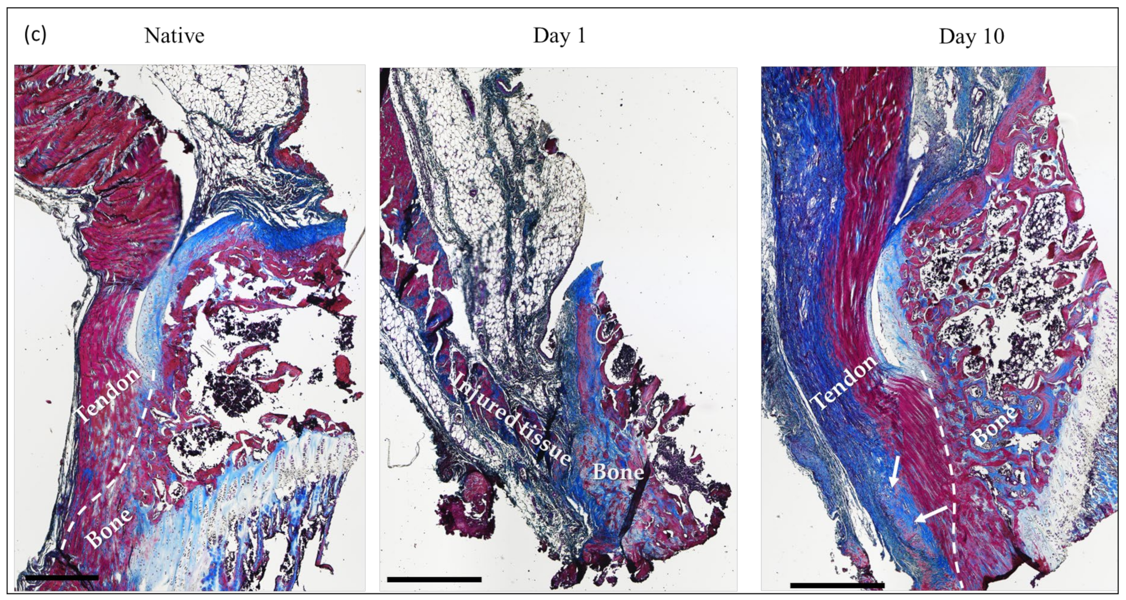 Ijms 24 08556 g007b Ijms 24 08556 g007b