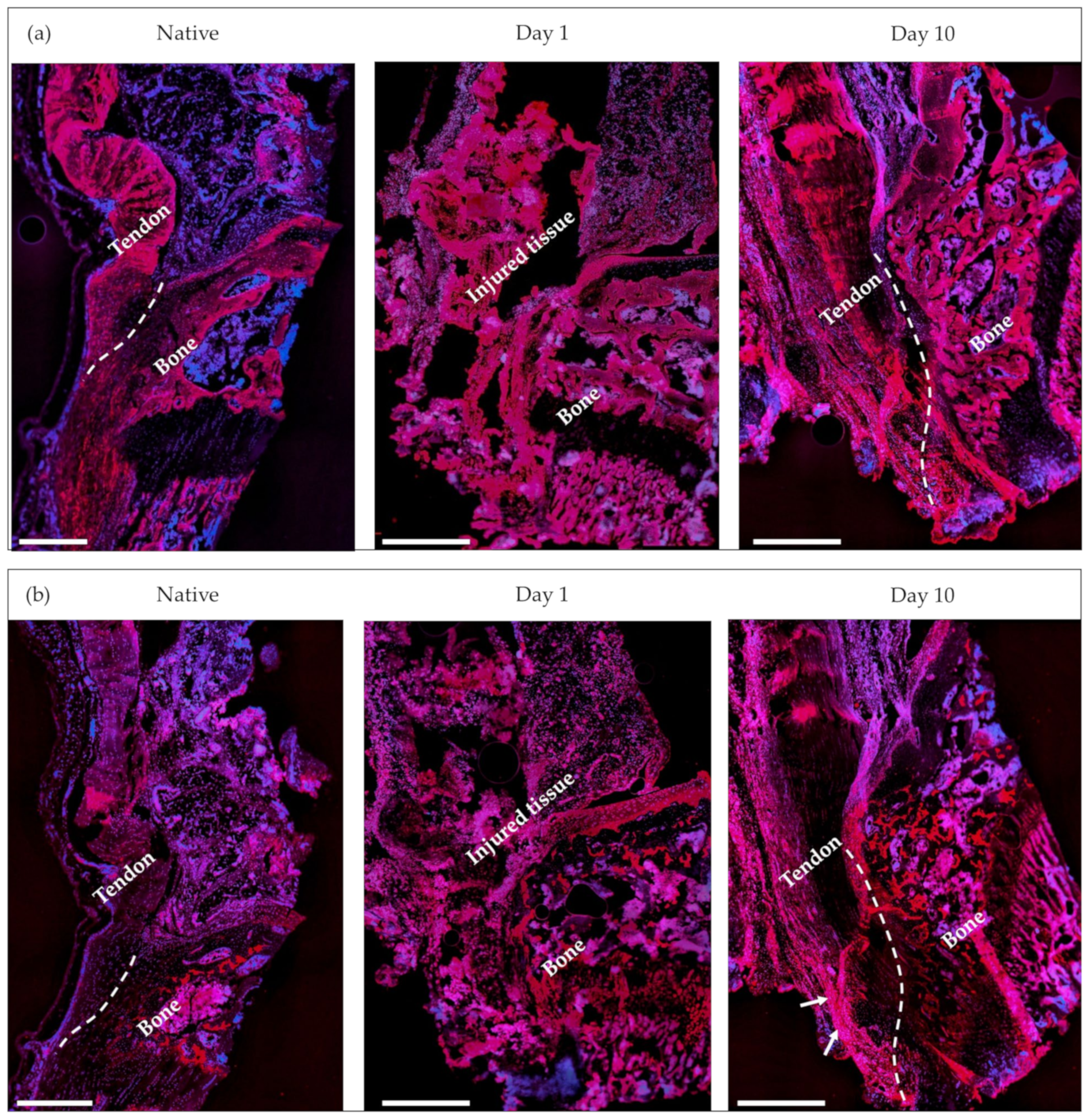 Ijms 24 08556 g008 Ijms 24 08556 g008