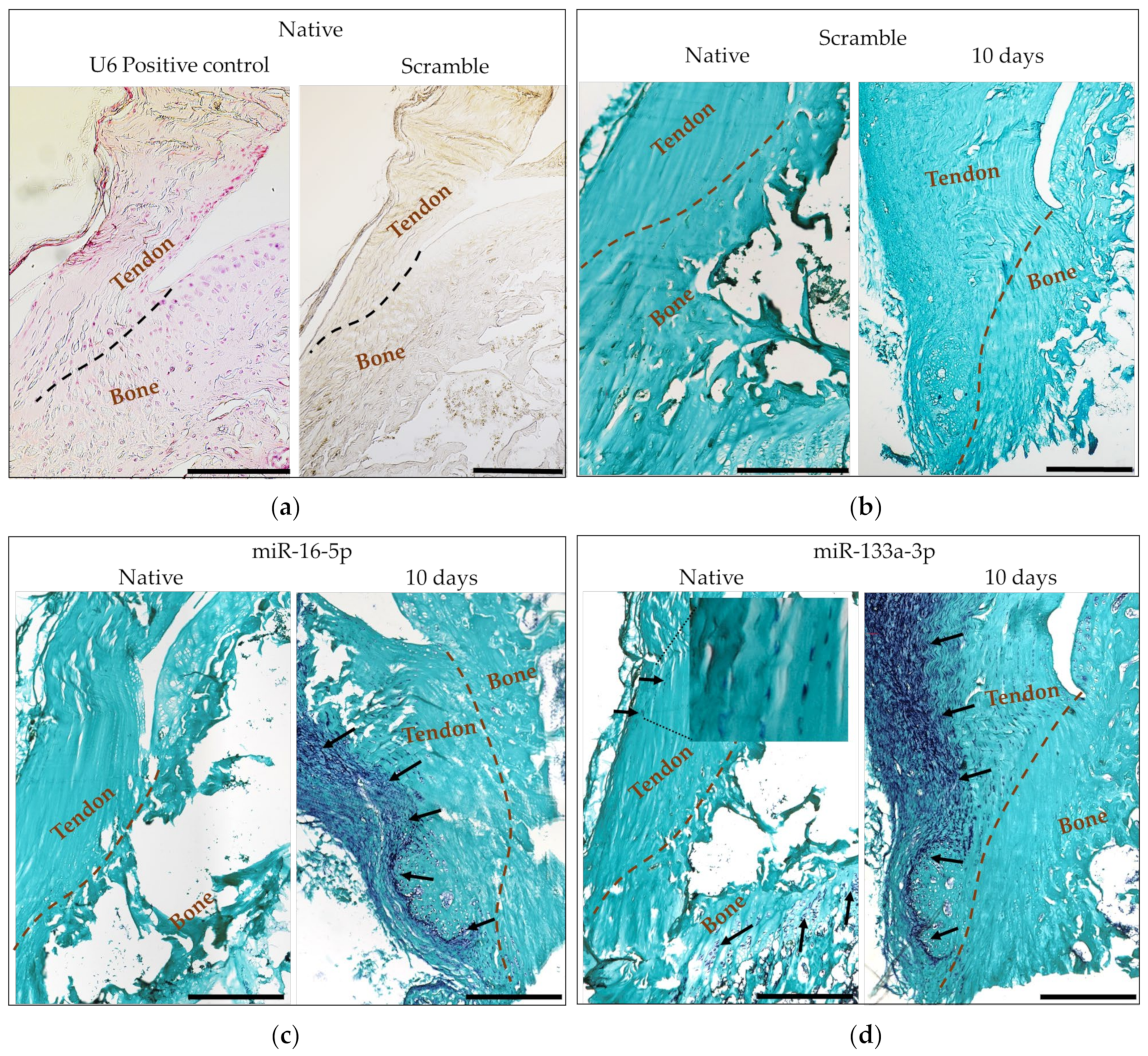 Ijms 24 08556 g009 Ijms 24 08556 g009