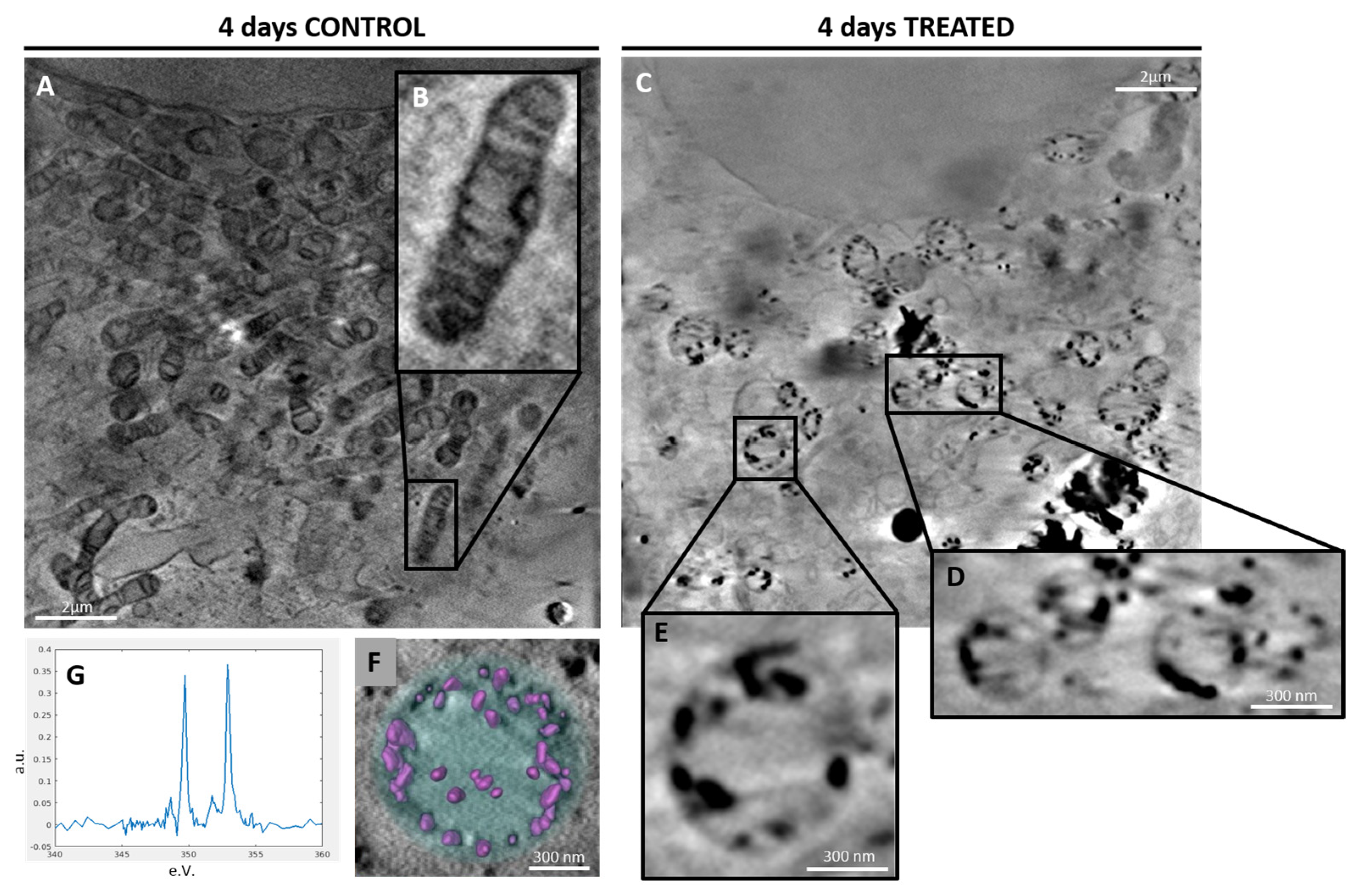 Ijms 24 08559 g004 Ijms 24 08559 g004
