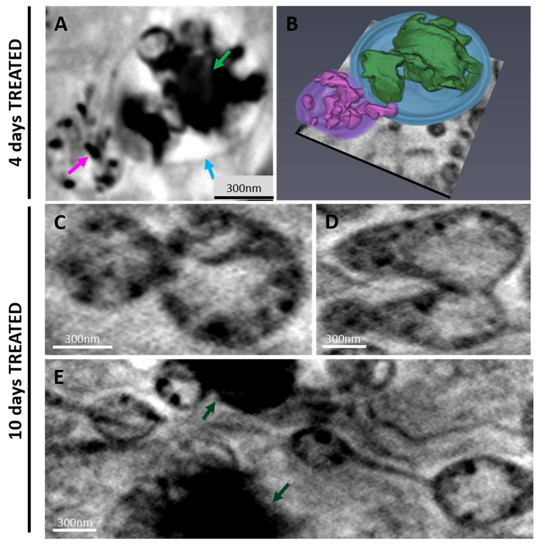 Ijms 24 08559 g005 Ijms 24 08559 g005