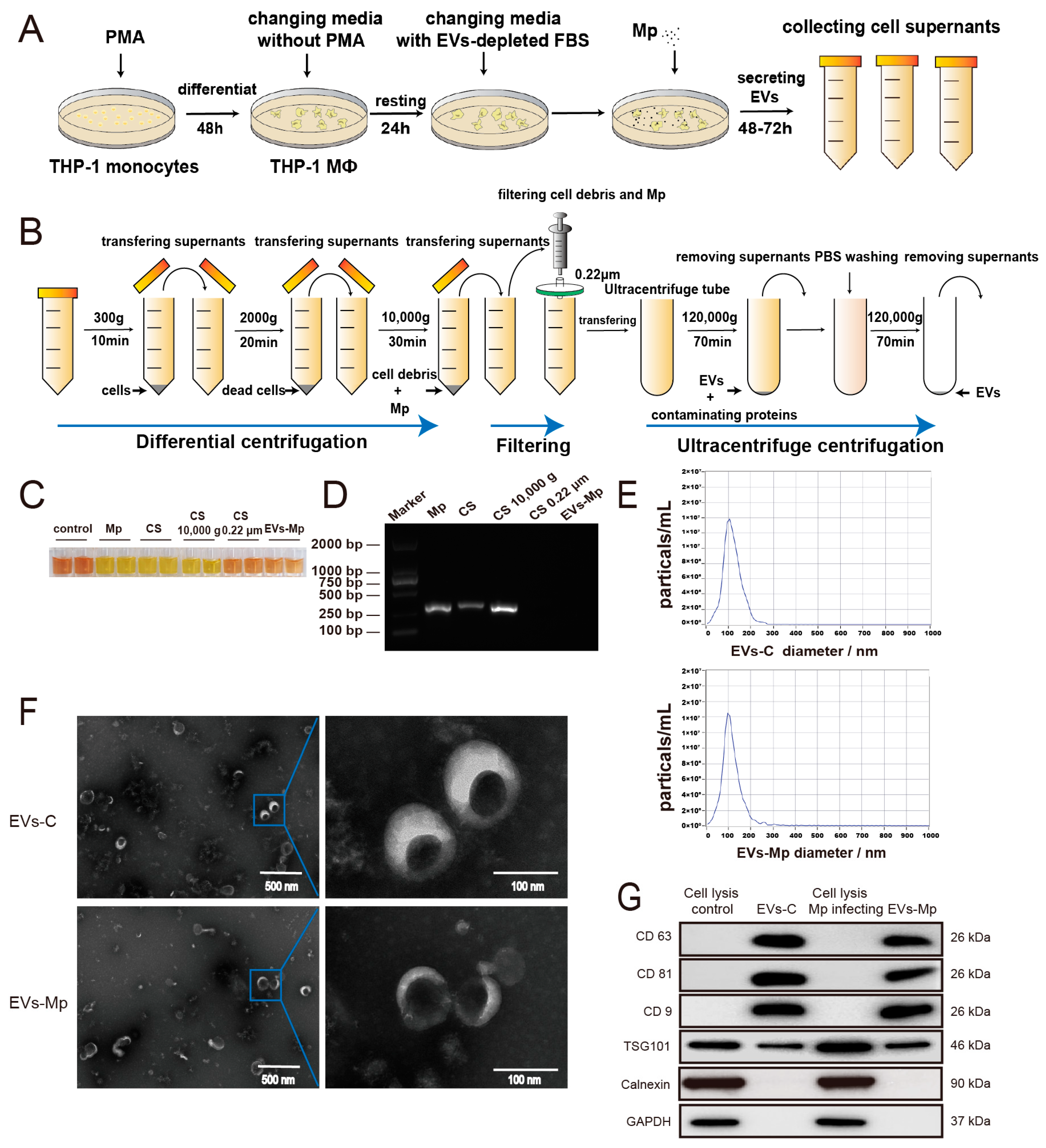 Ijms 24 08588 g002 Ijms 24 08588 g002