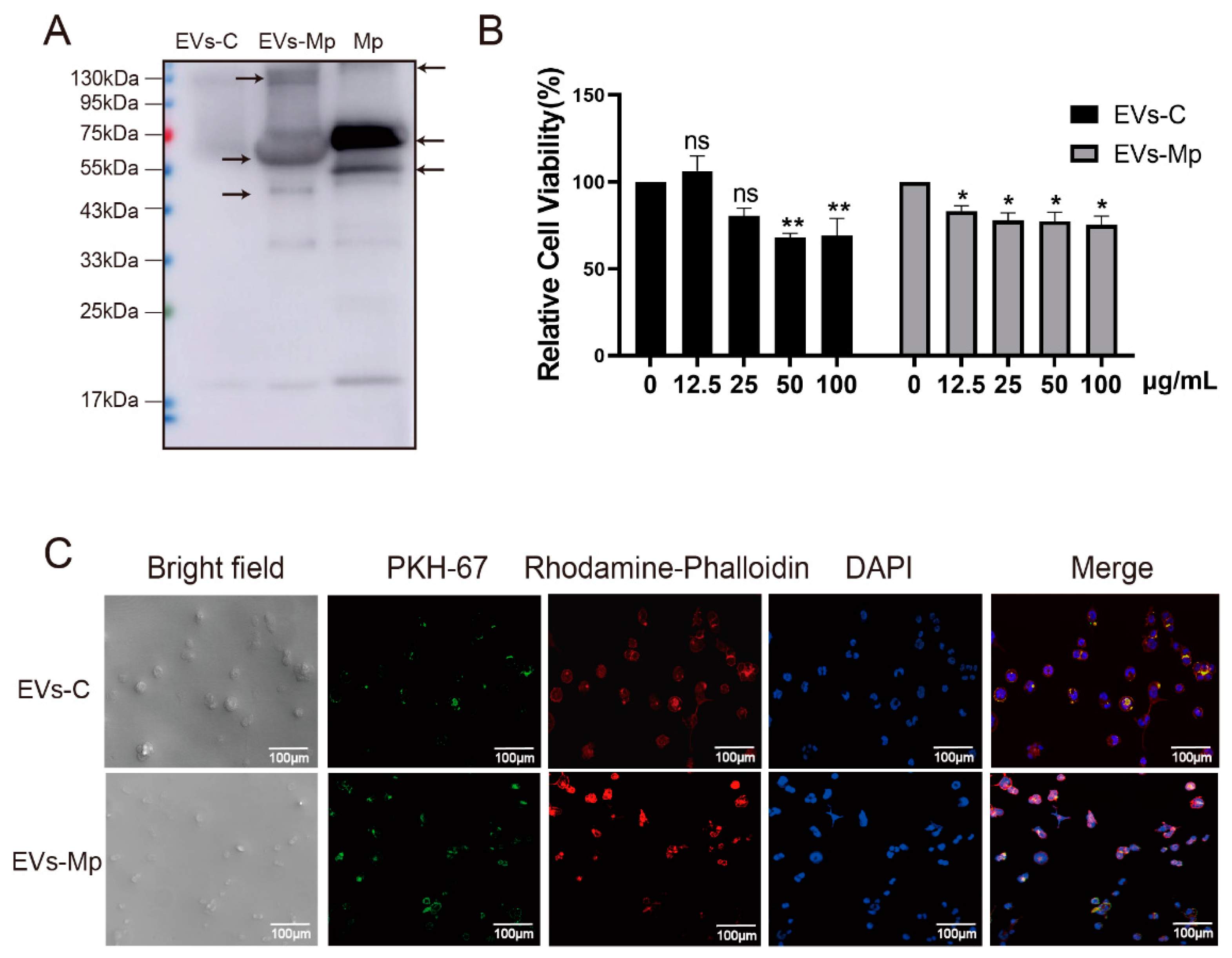 Ijms 24 08588 g003 Ijms 24 08588 g003