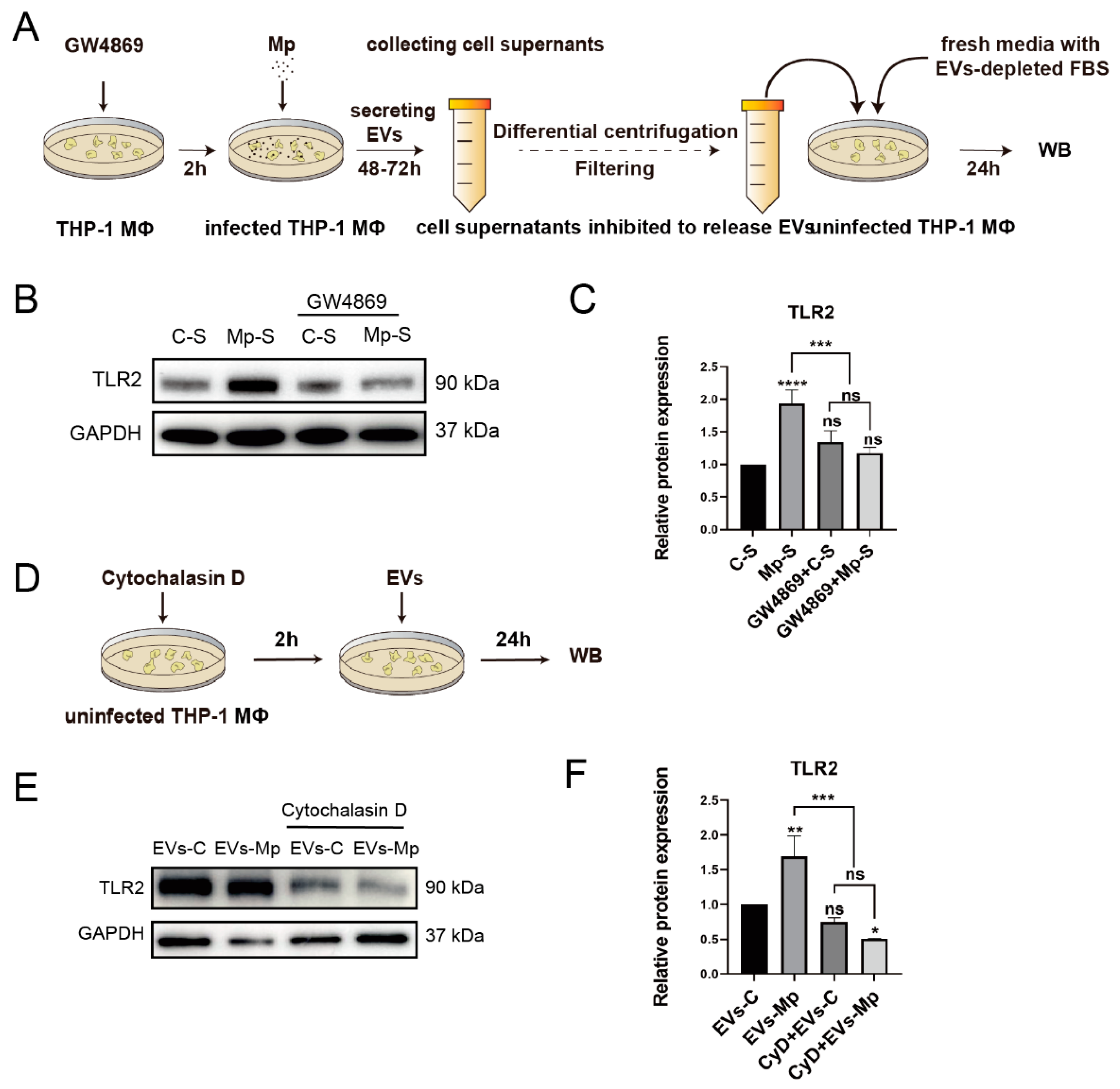 Ijms 24 08588 g006 Ijms 24 08588 g006