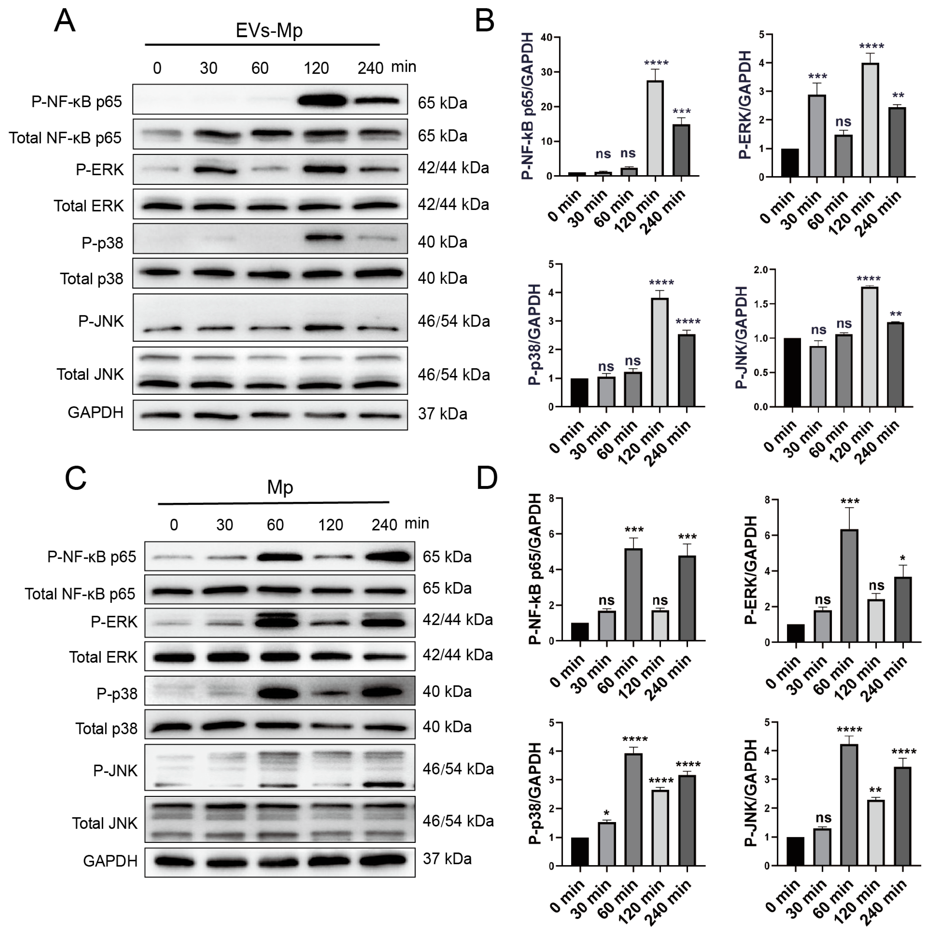 Ijms 24 08588 g008 Ijms 24 08588 g008