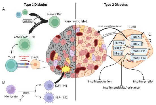 Generation of HEXA-deficient hiPSCs from fibroblasts of a Tay