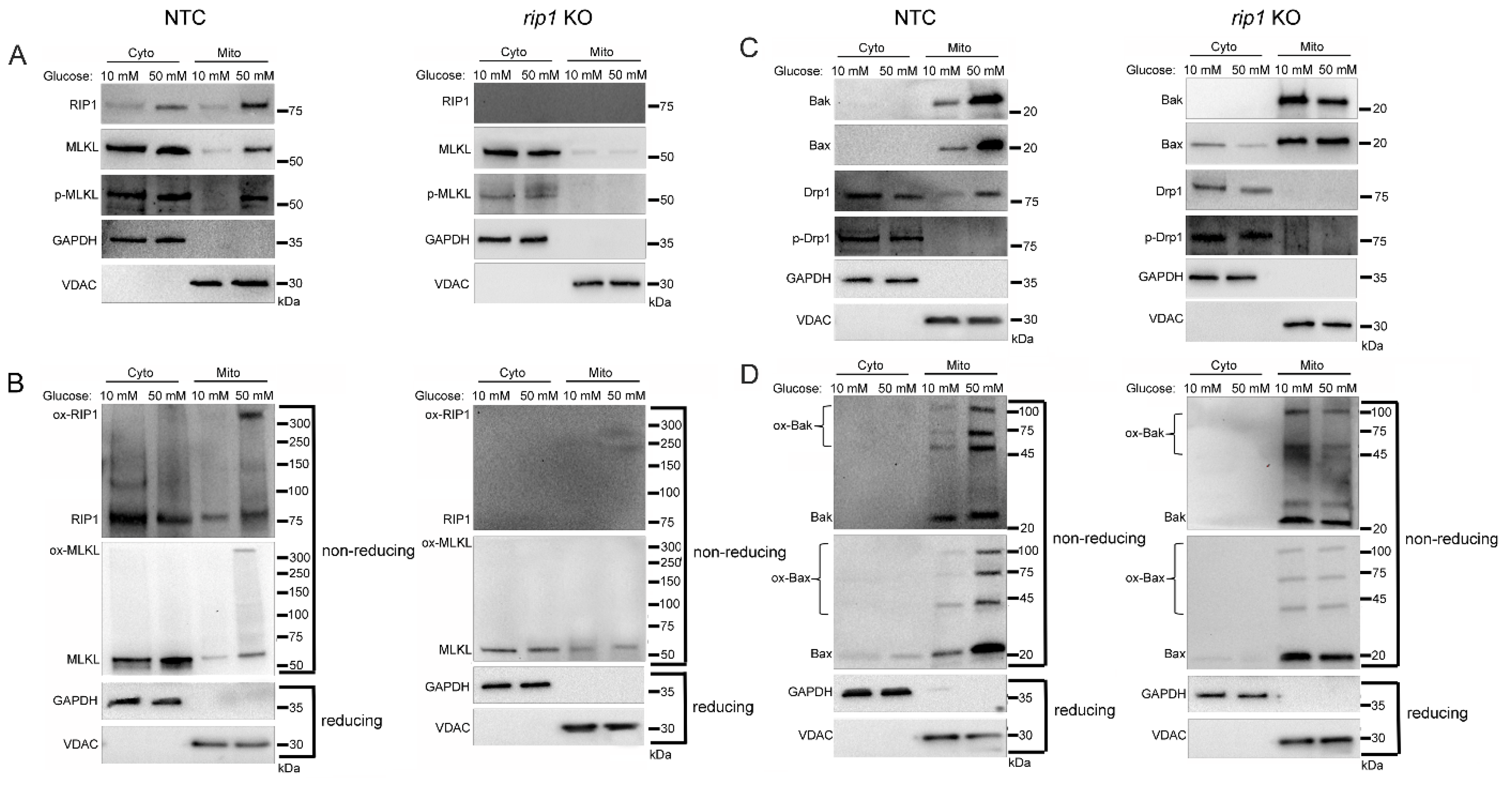 Ijms 24 08609 g004 Ijms 24 08609 g004