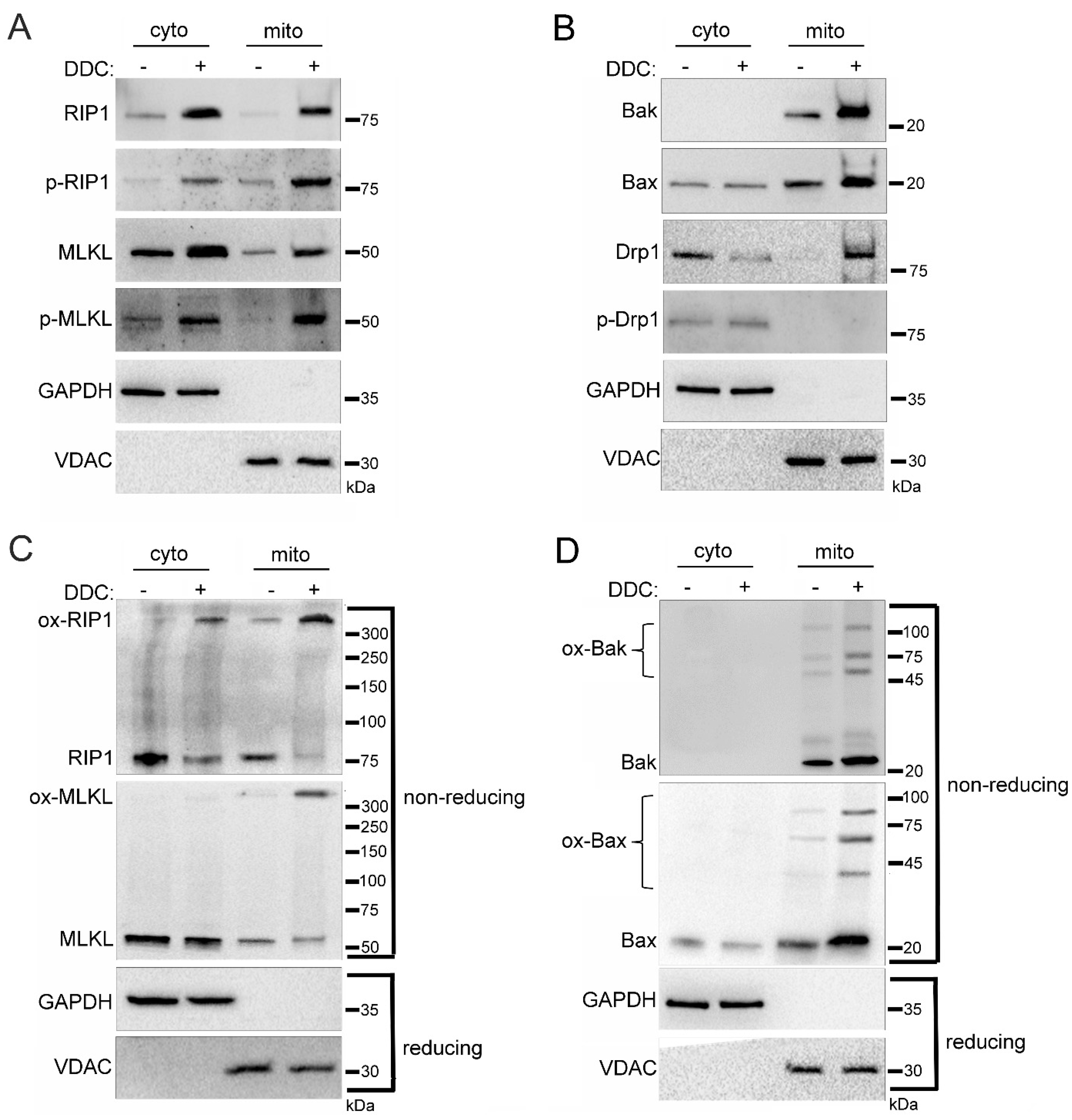 Ijms 24 08609 g005 Ijms 24 08609 g005