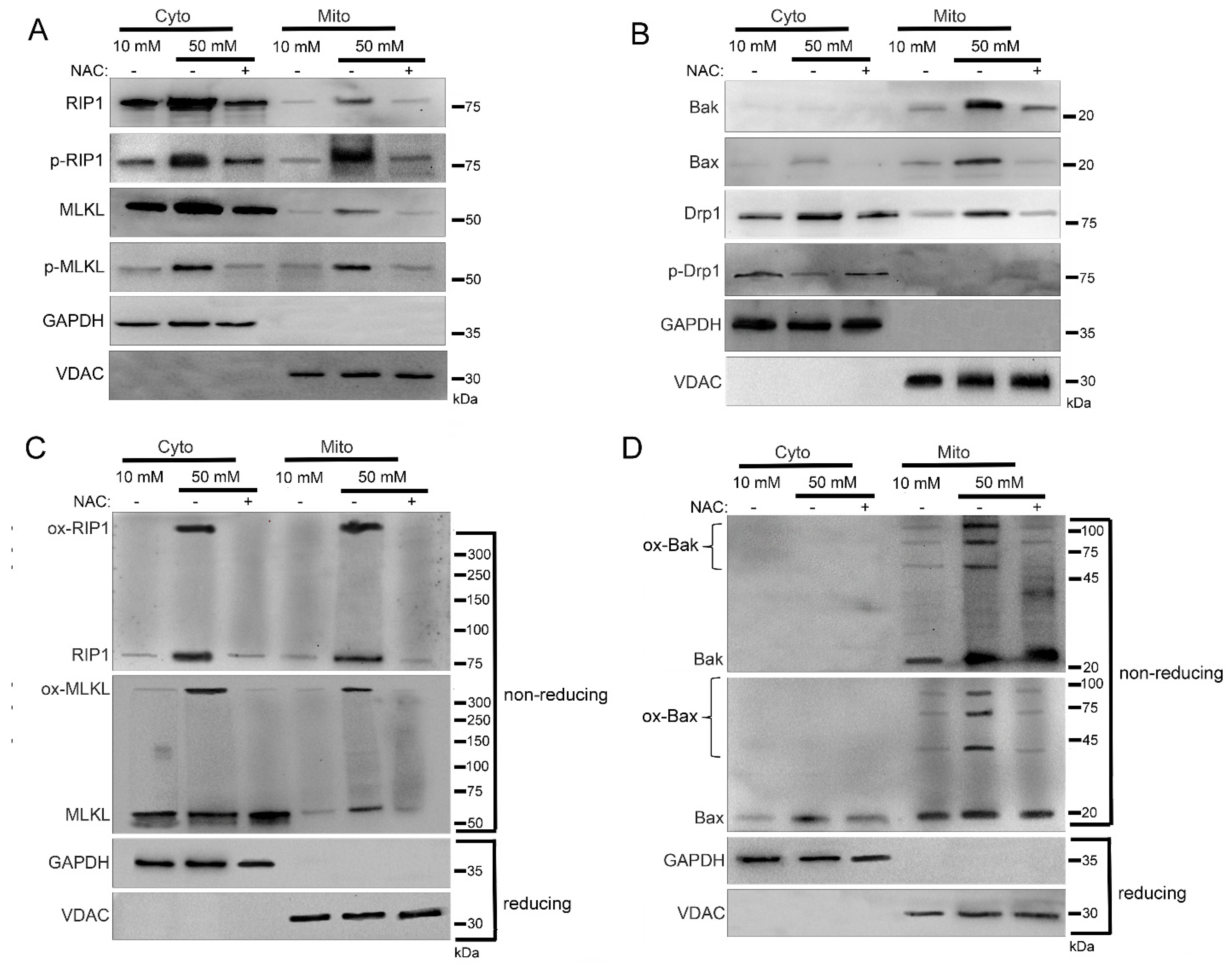 Ijms 24 08609 g006 Ijms 24 08609 g006