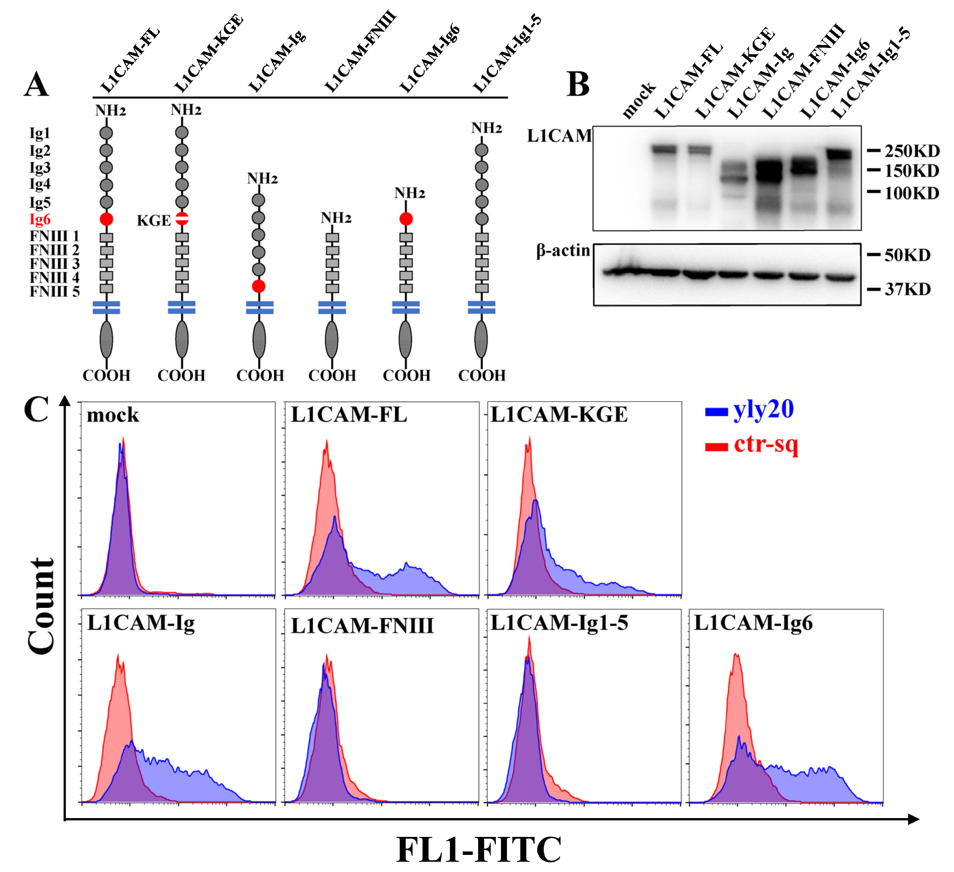 Ijms 24 08612 g004 Ijms 24 08612 g004
