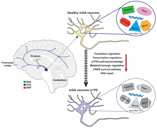 IJMS | Free Full-Text | The Crucial Roles of Pitx3 in Midbrain