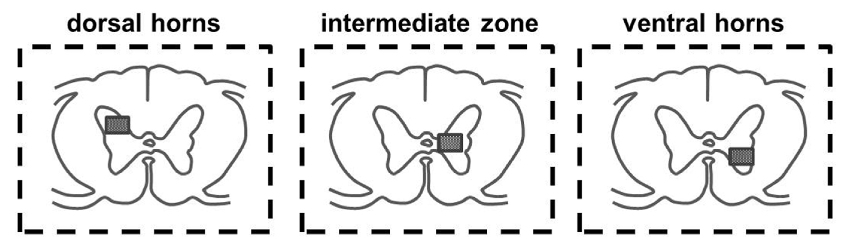 Ijms 24 08616 g013 Ijms 24 08616 g013