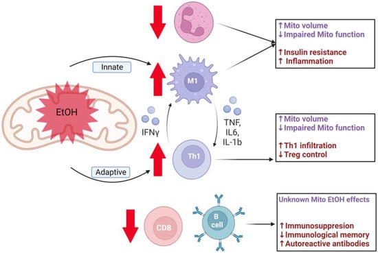 IJMS | Free Full-Text | Mitochondrial Dysfunction: At the