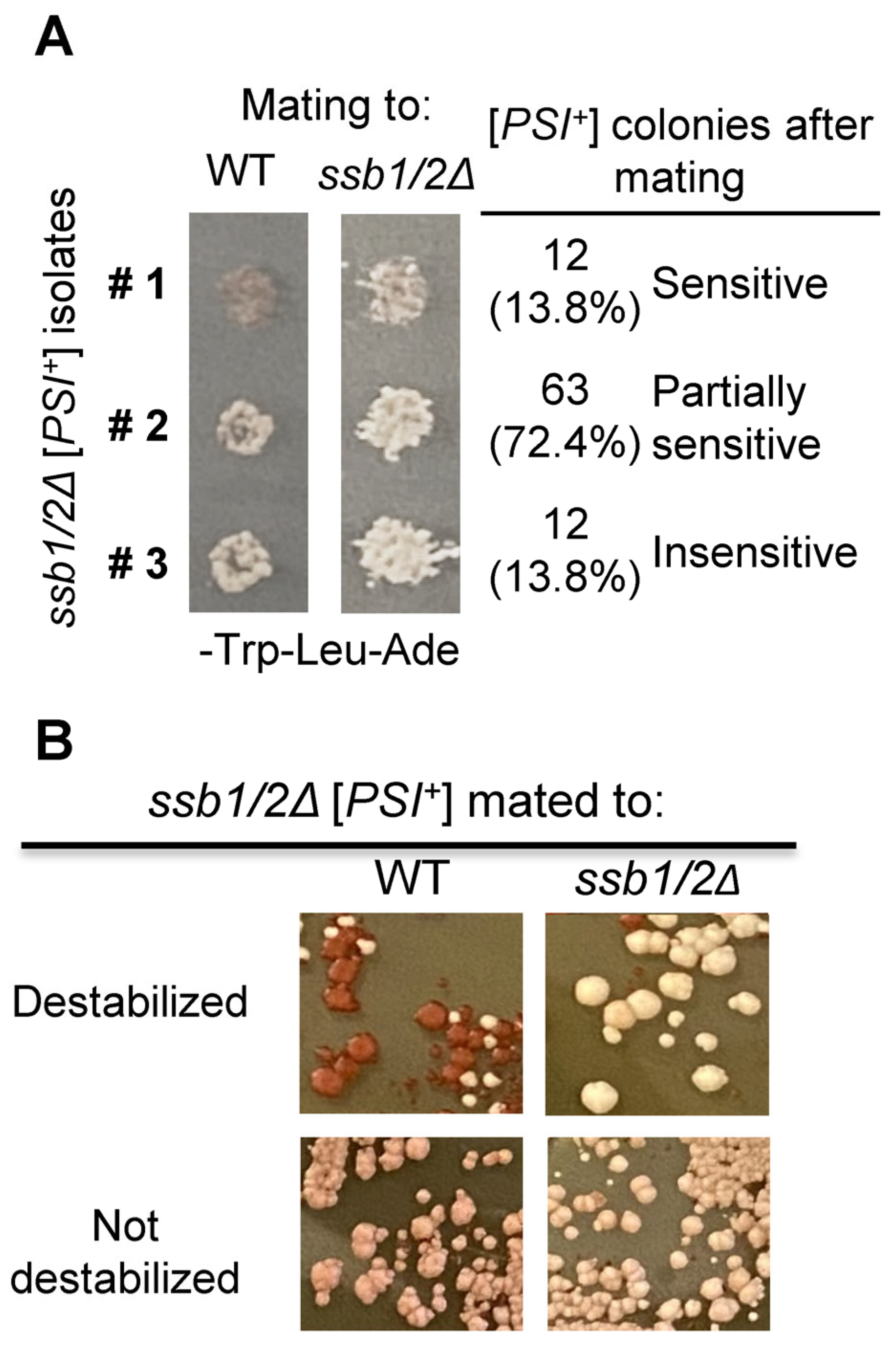 IJMS | Free Full-Text | Yeast Chaperone Hsp70-Ssb Modulates a Variety ...