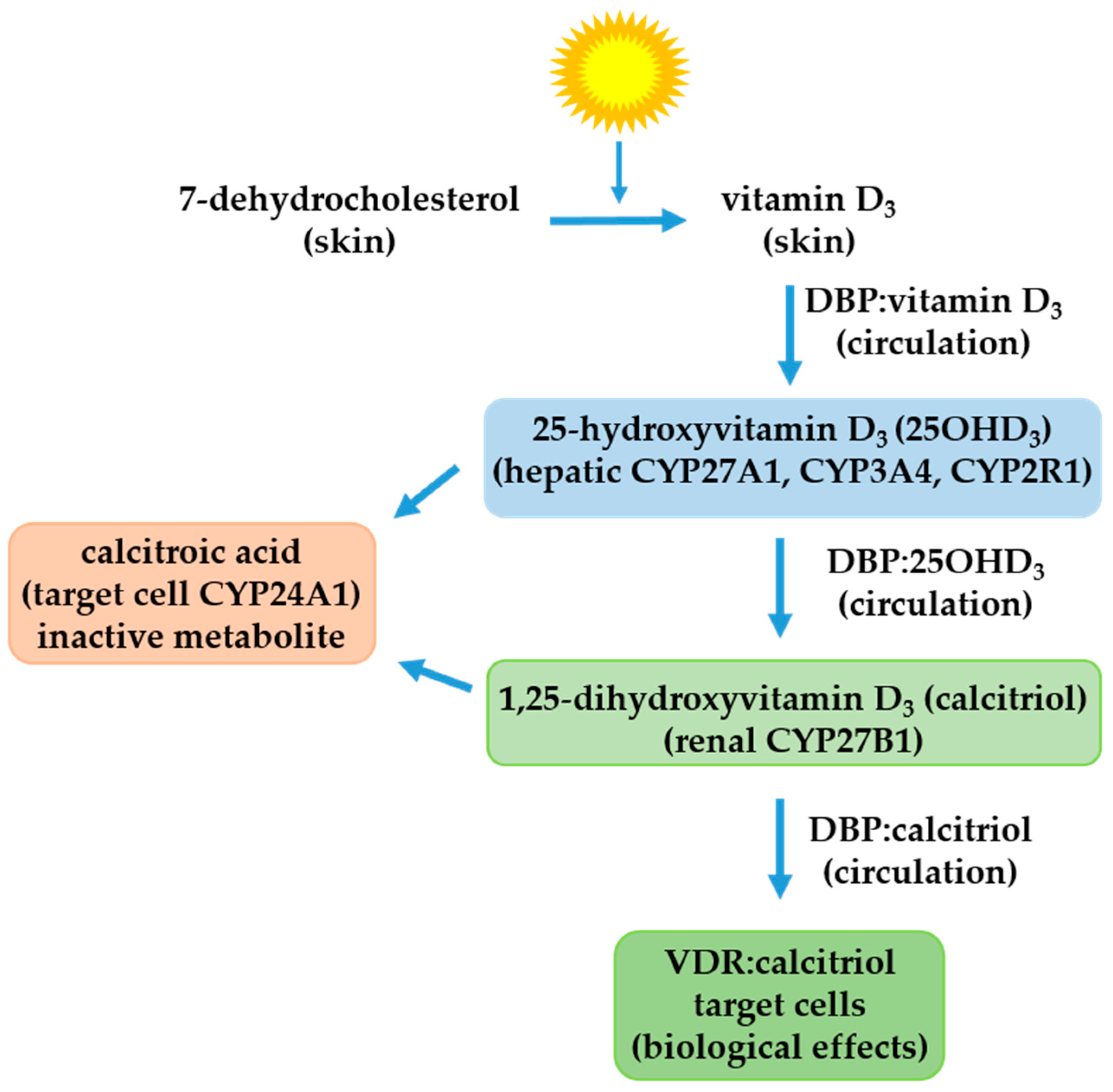 IJMS | Free Full-Text | The Preventive Role of the Vitamin D Endocrine  System in Cervical Cancer