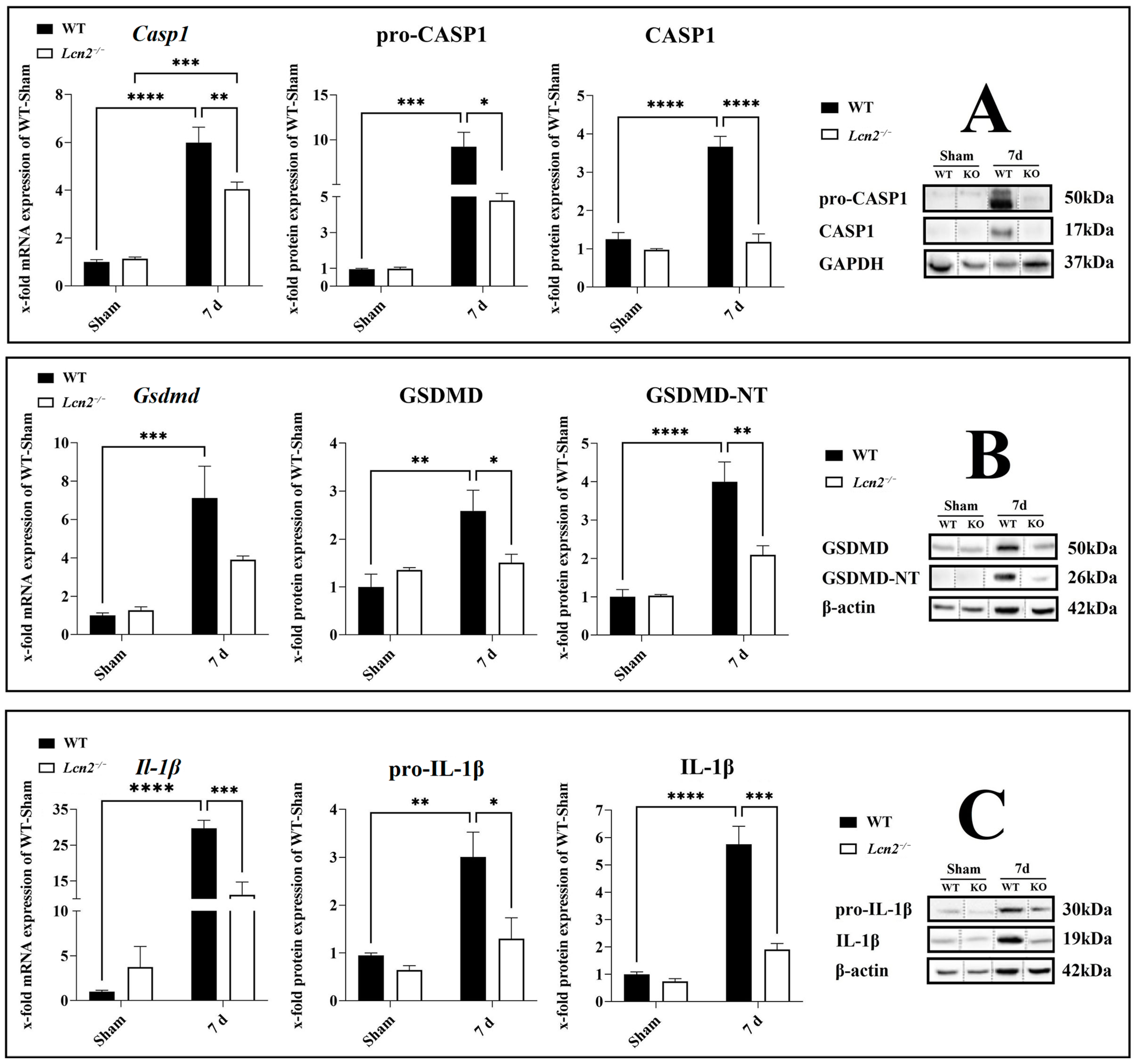 Ijms 24 08689 g005 Ijms 24 08689 g005