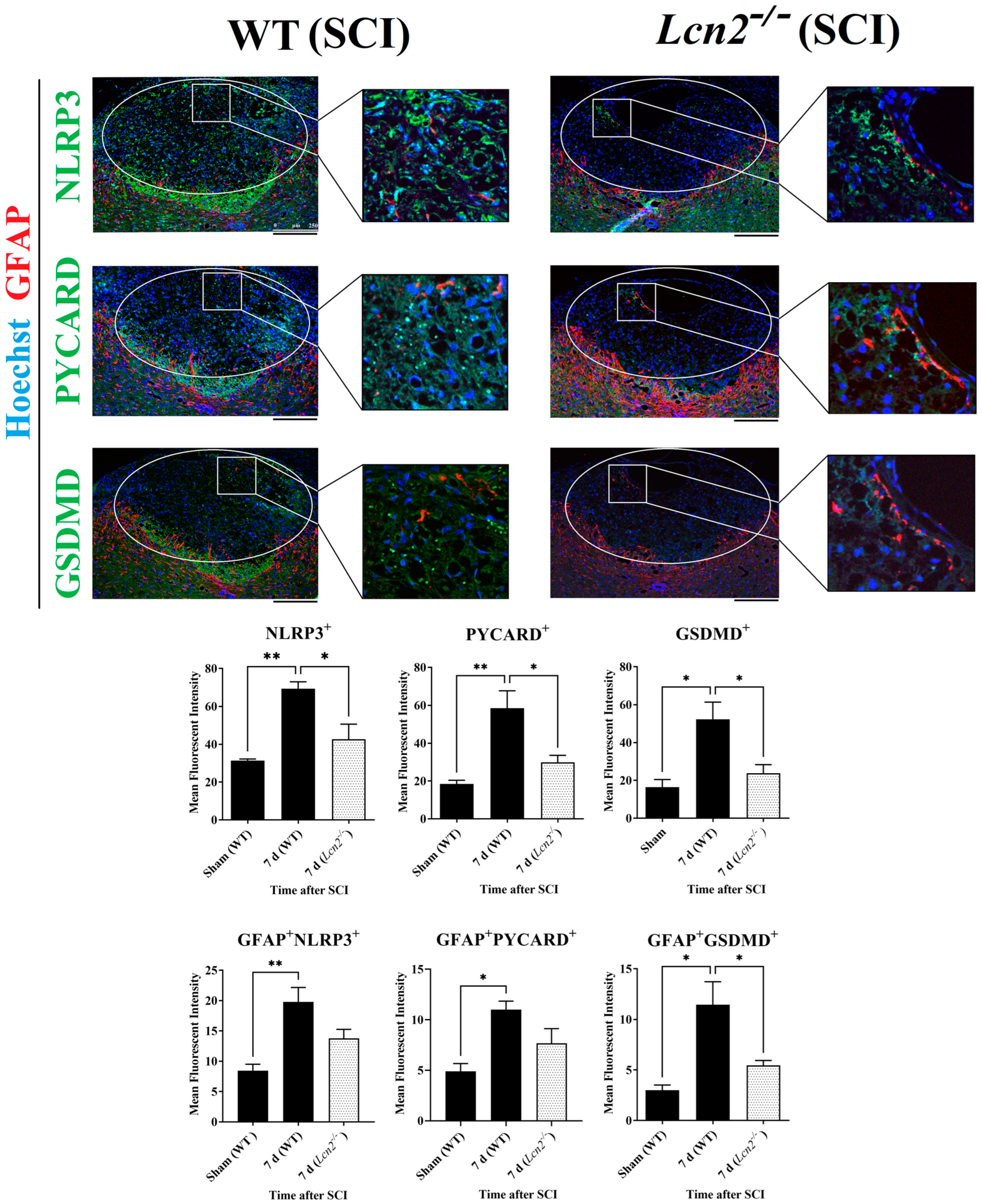 Ijms 24 08689 g006 Ijms 24 08689 g006