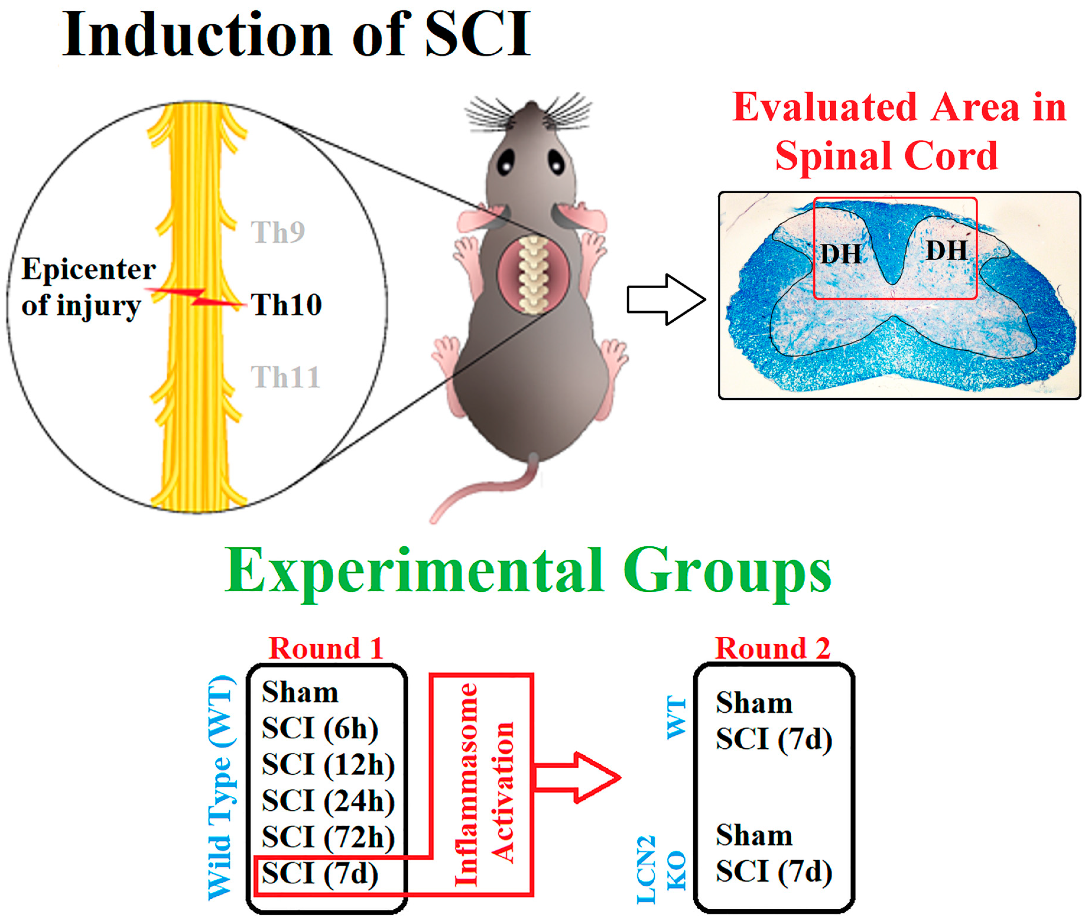 Ijms 24 08689 g007 Ijms 24 08689 g007