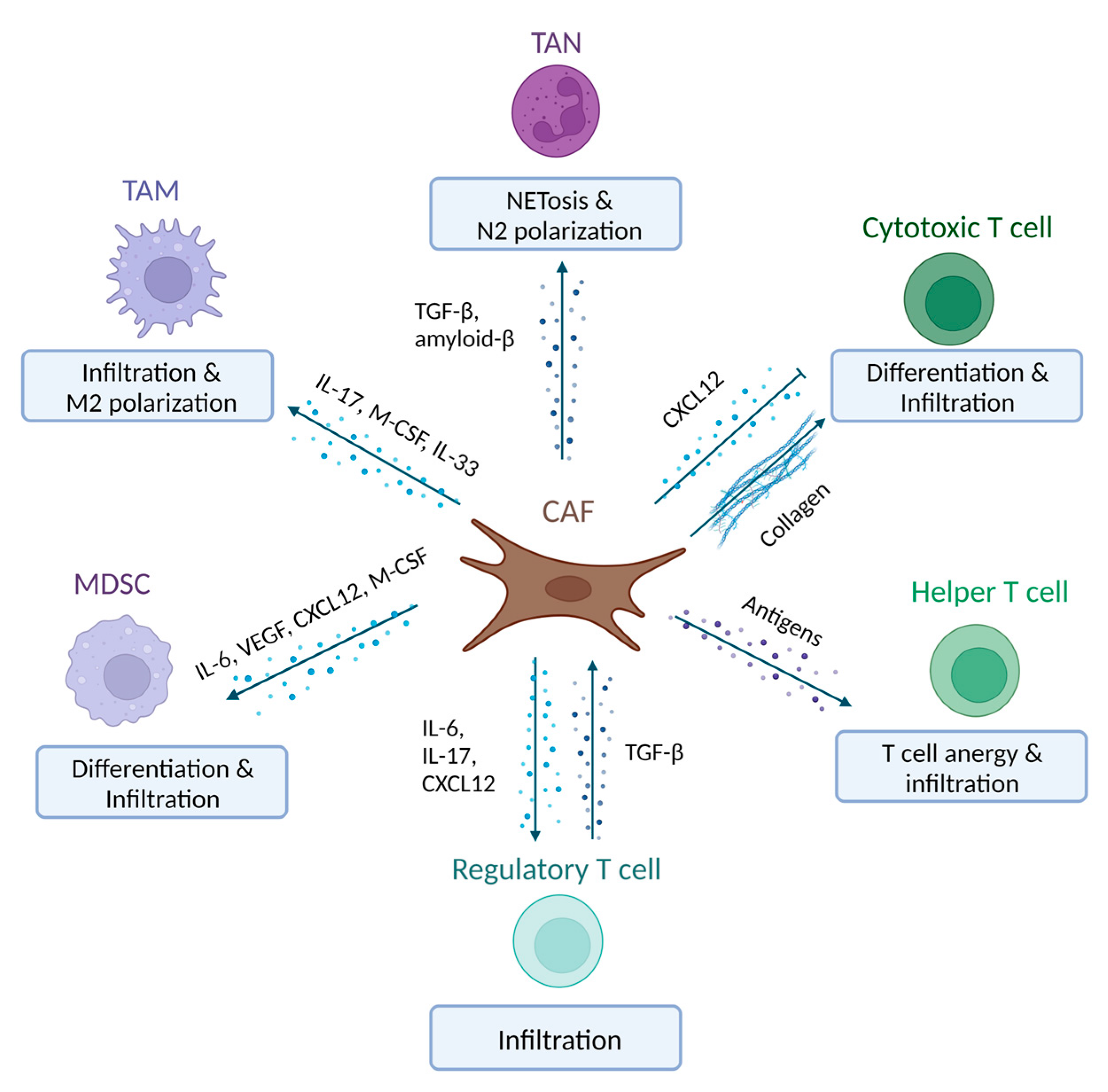 Ijms Free Full Text The Tango Between Cancer Associated Fibroblasts