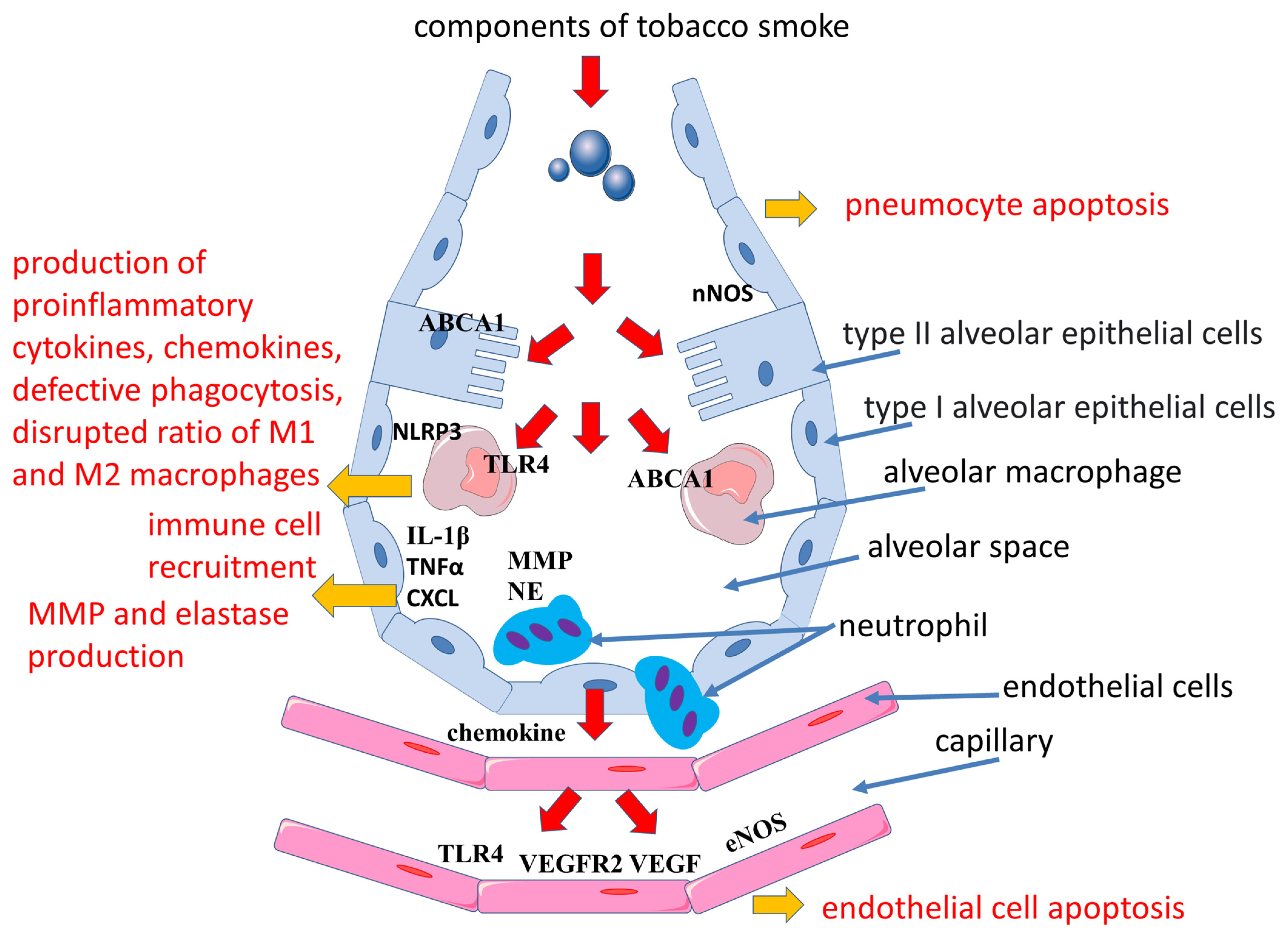 Ijms 24 08725 g002 Ijms 24 08725 g002
