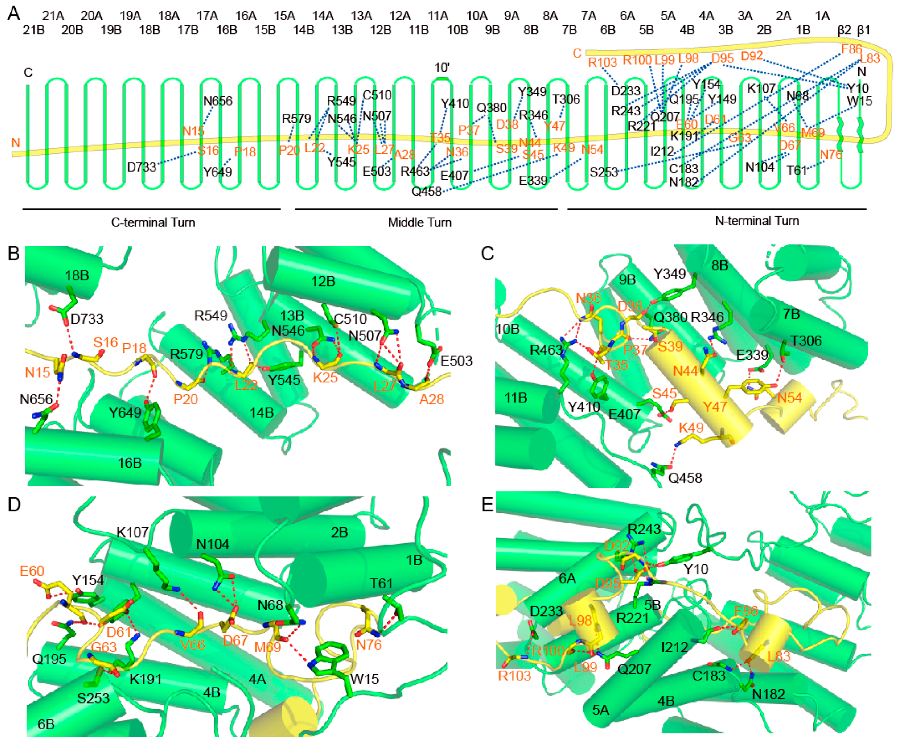 Ijms 24 08730 g003 Ijms 24 08730 g003