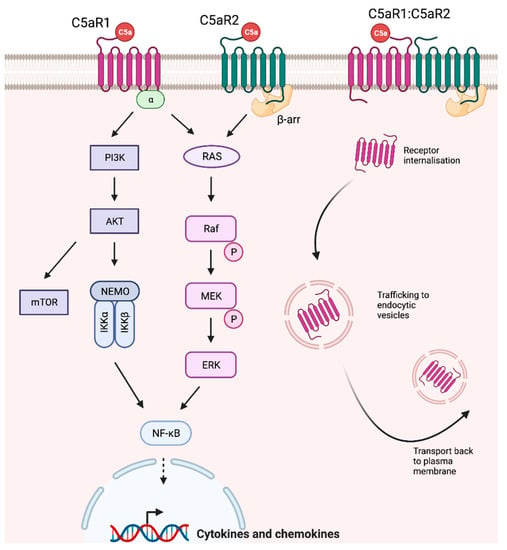 IJMS | Free Full-Text | Therapeutic Potential of Targeting Complement ...