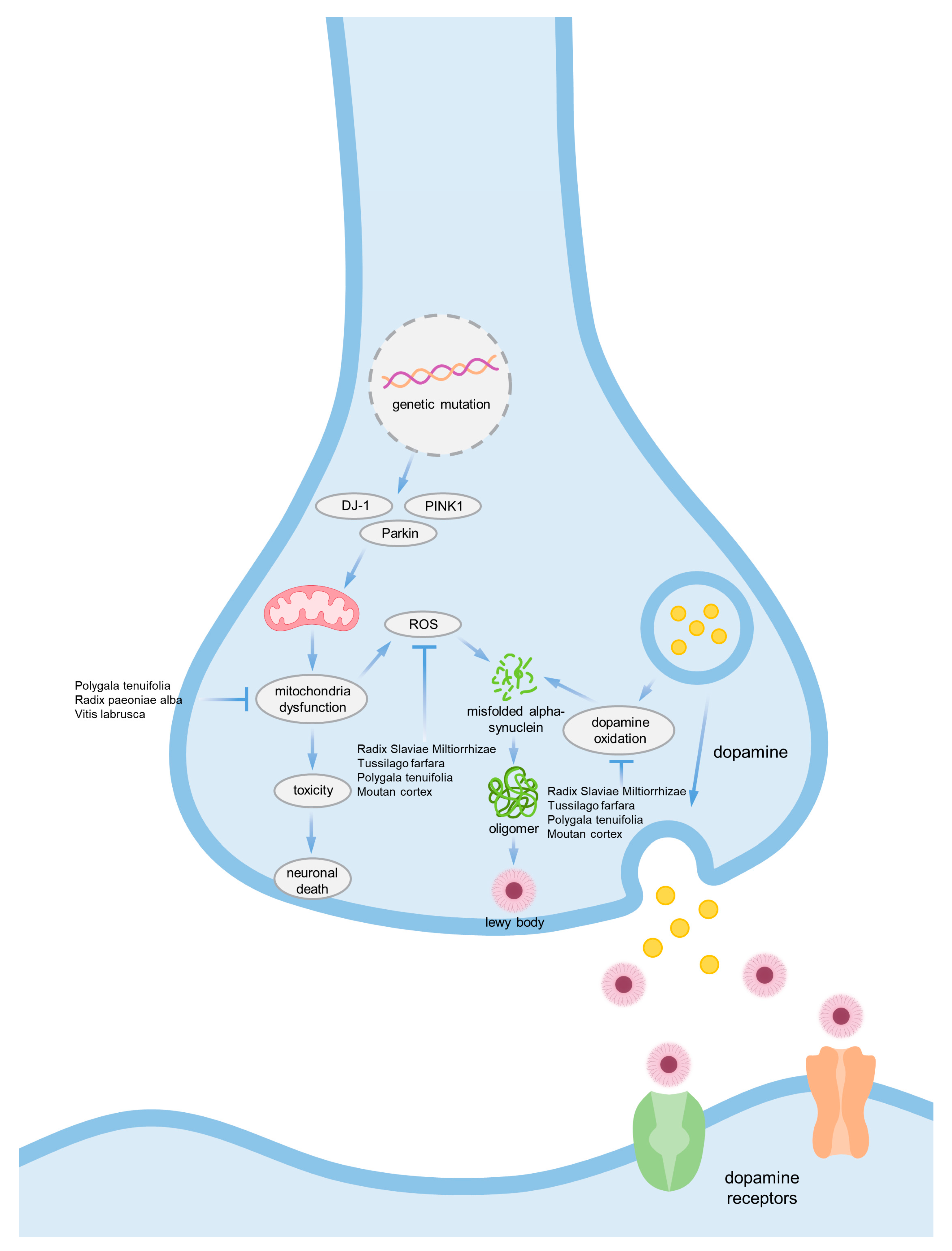 Ijms 24 08827 g002 Ijms 24 08827 g002