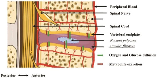 https://www.mdpi.com/ijms/ijms-24-08893/article_deploy/html/images/ijms-24-08893-g001-550.jpg