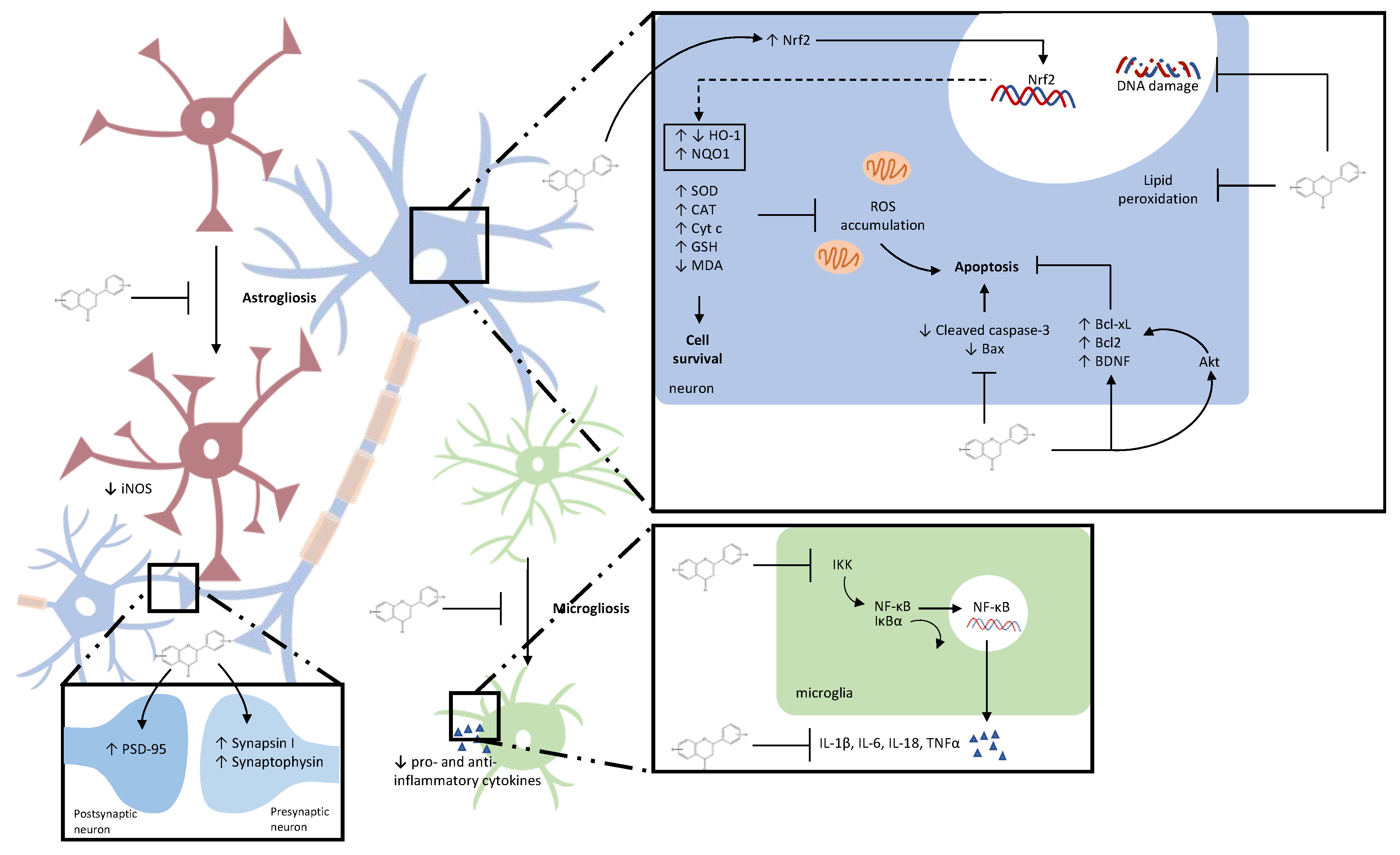 IJMS | Free Full-Text | Dietary (Poly)phenols in Traumatic Brain Injury