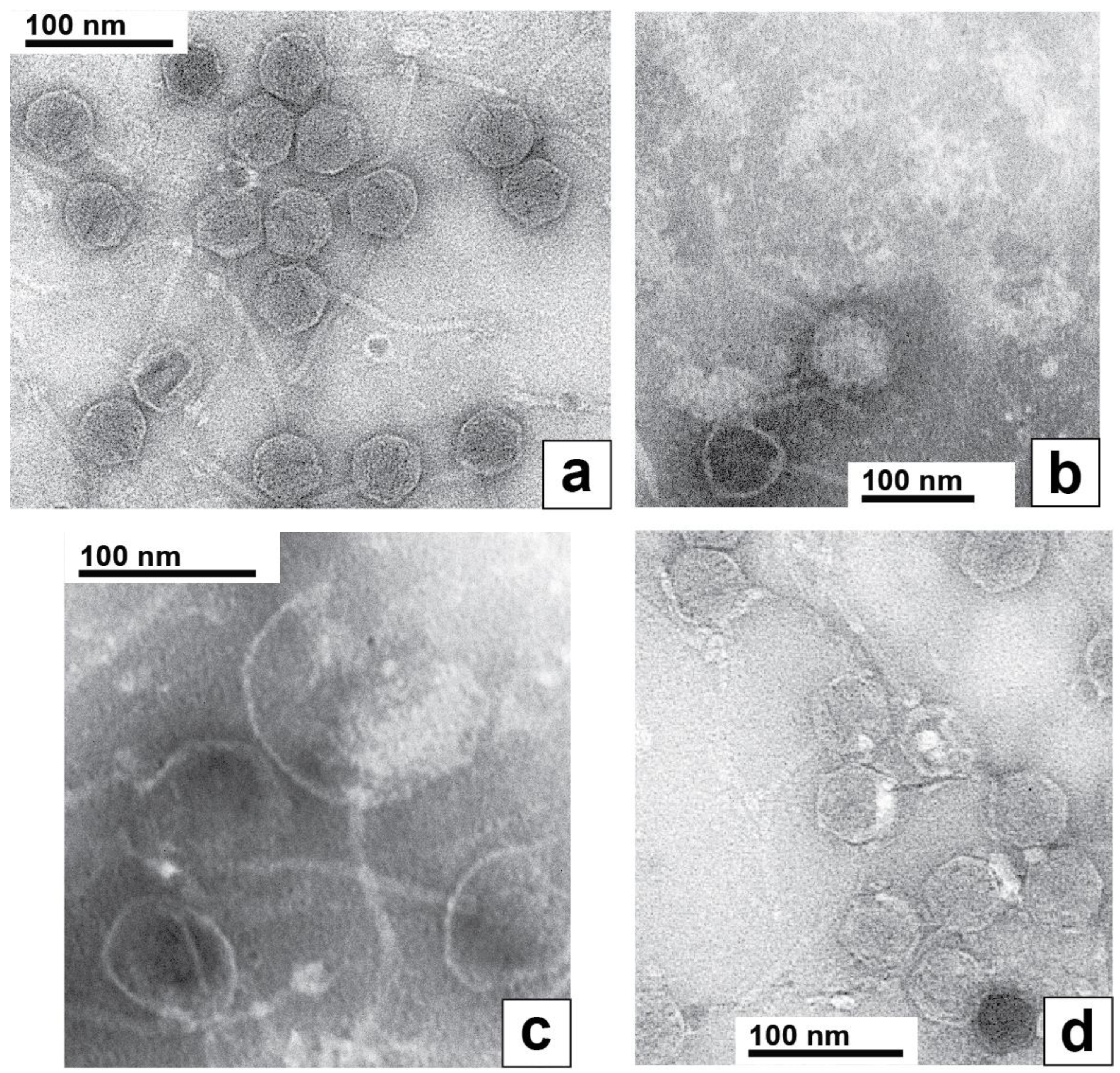 Ijms 24 08941 g007 Ijms 24 08941 g007