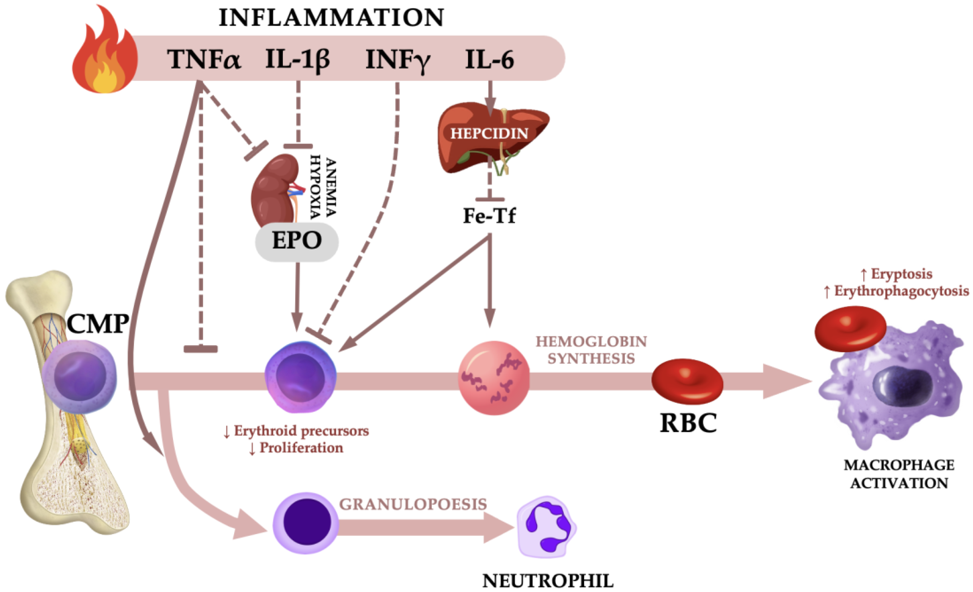 TRT Induced High Red Blood Cells: How to Manage Hematocrit