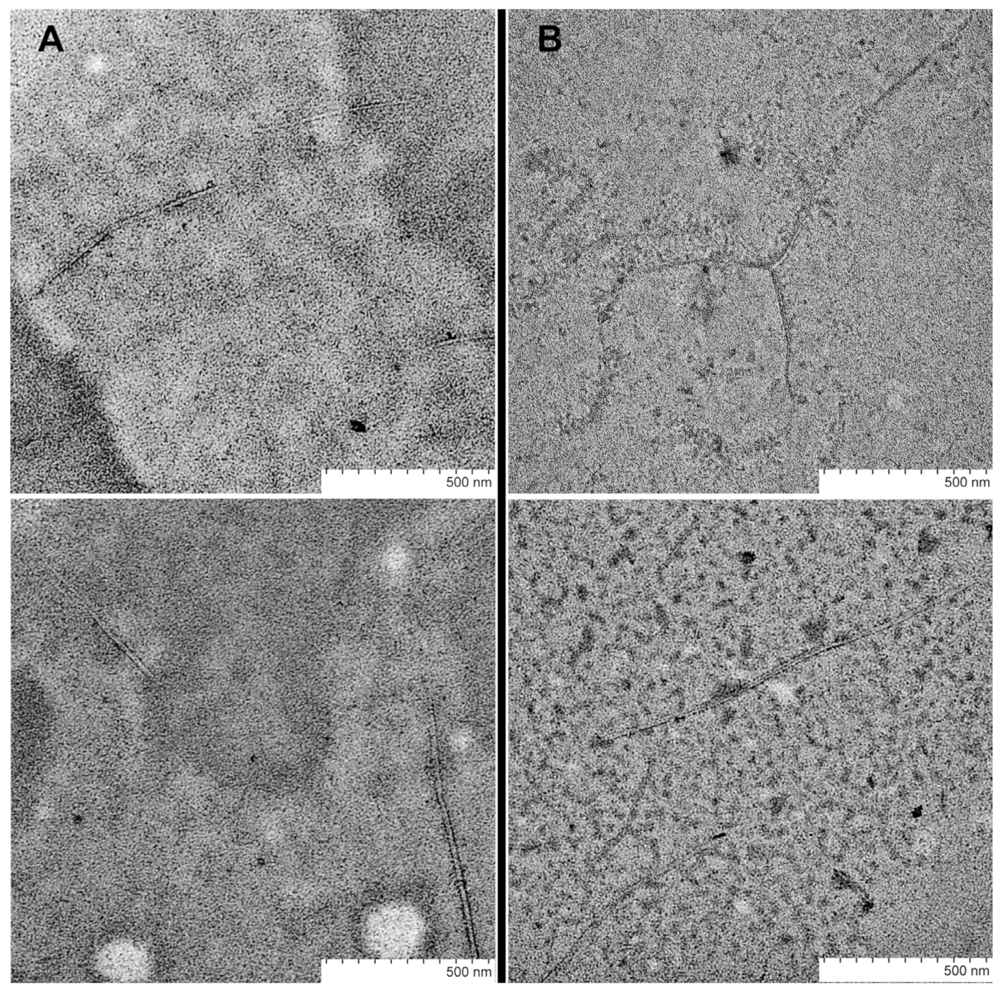 Ijms 24 08949 g003 Ijms 24 08949 g003