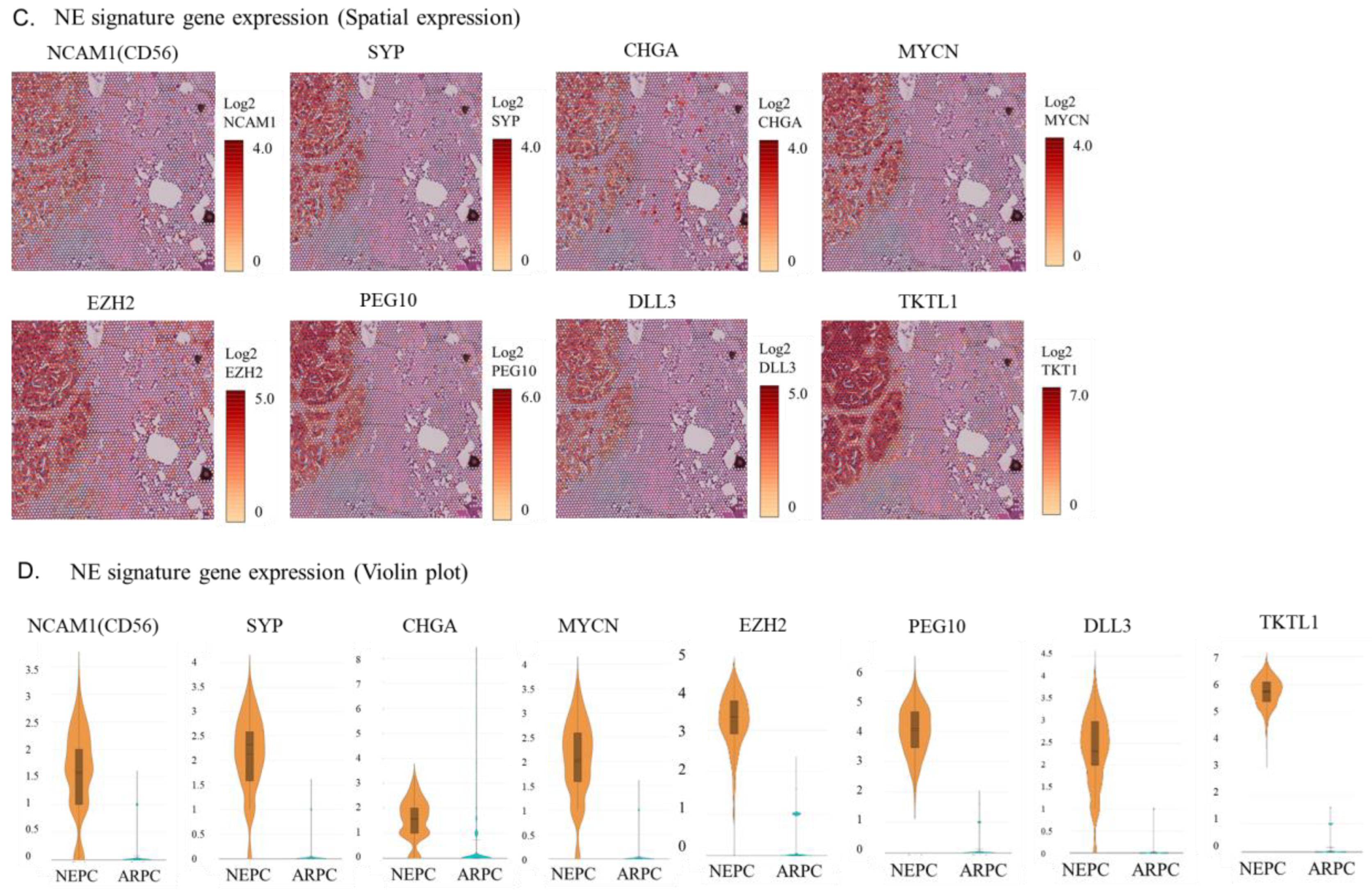 Ijms 24 08955 g002b Ijms 24 08955 g002b