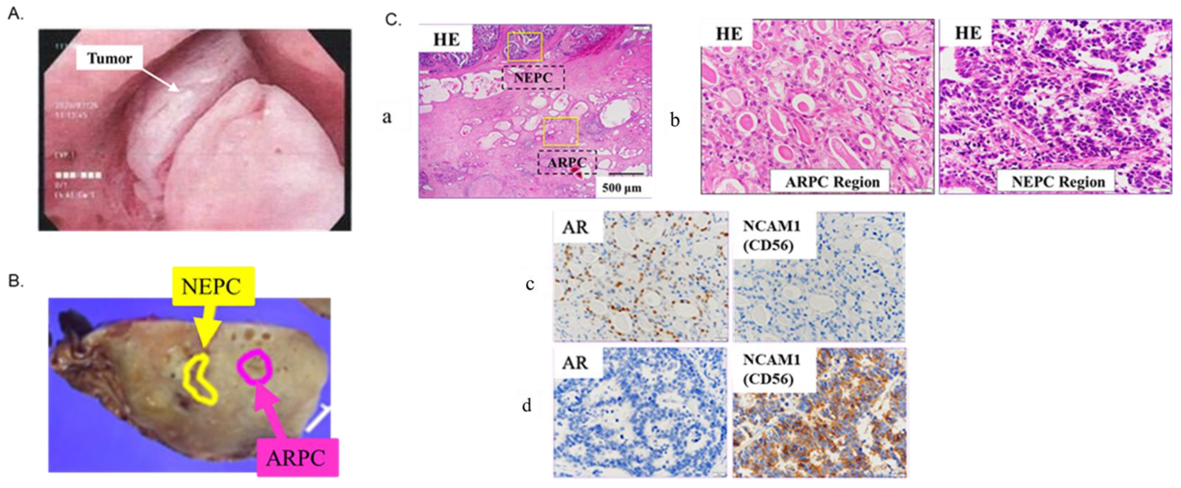 Ijms 24 08955 g006 Ijms 24 08955 g006