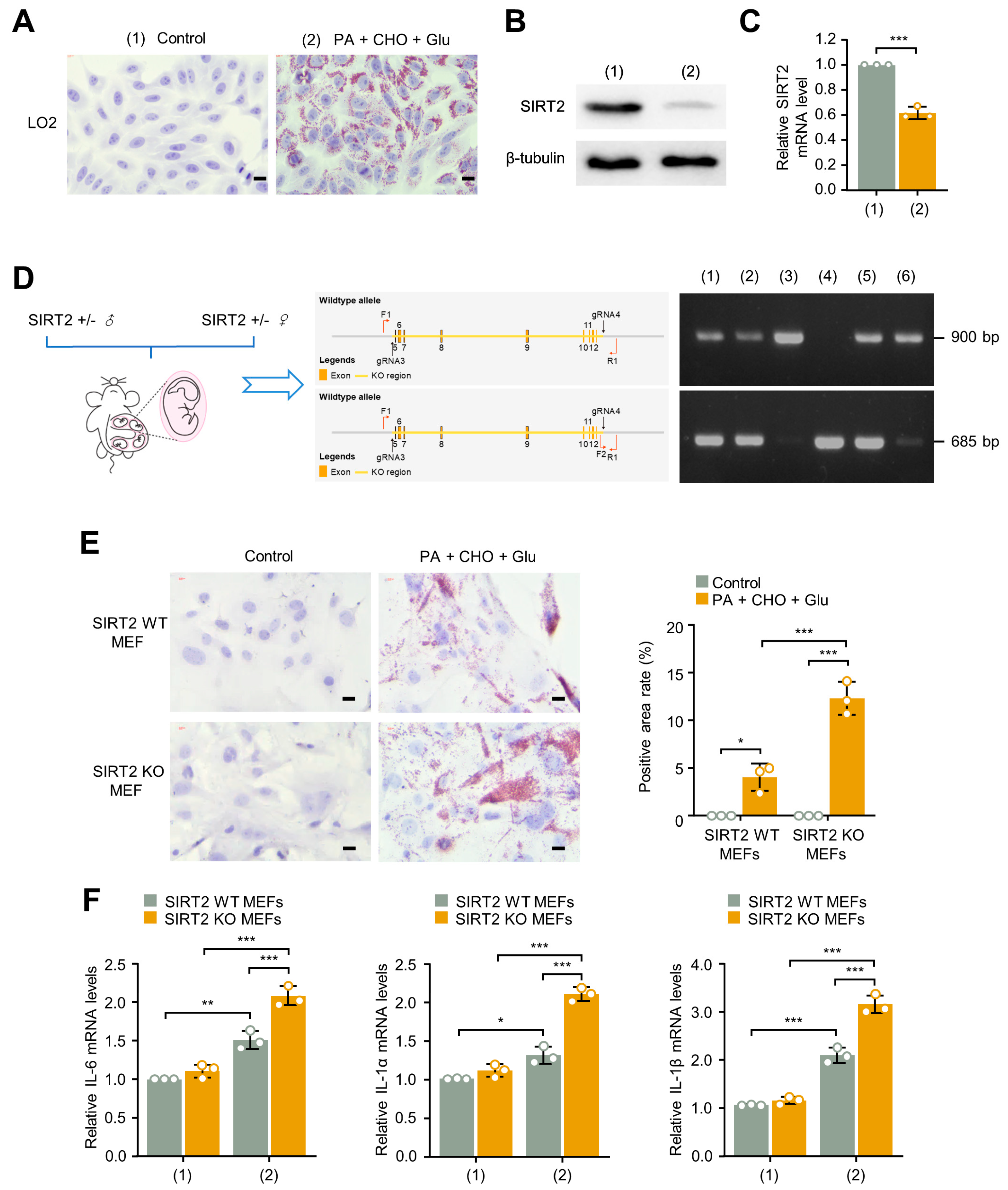 Ijms 24 08970 g005 Ijms 24 08970 g005